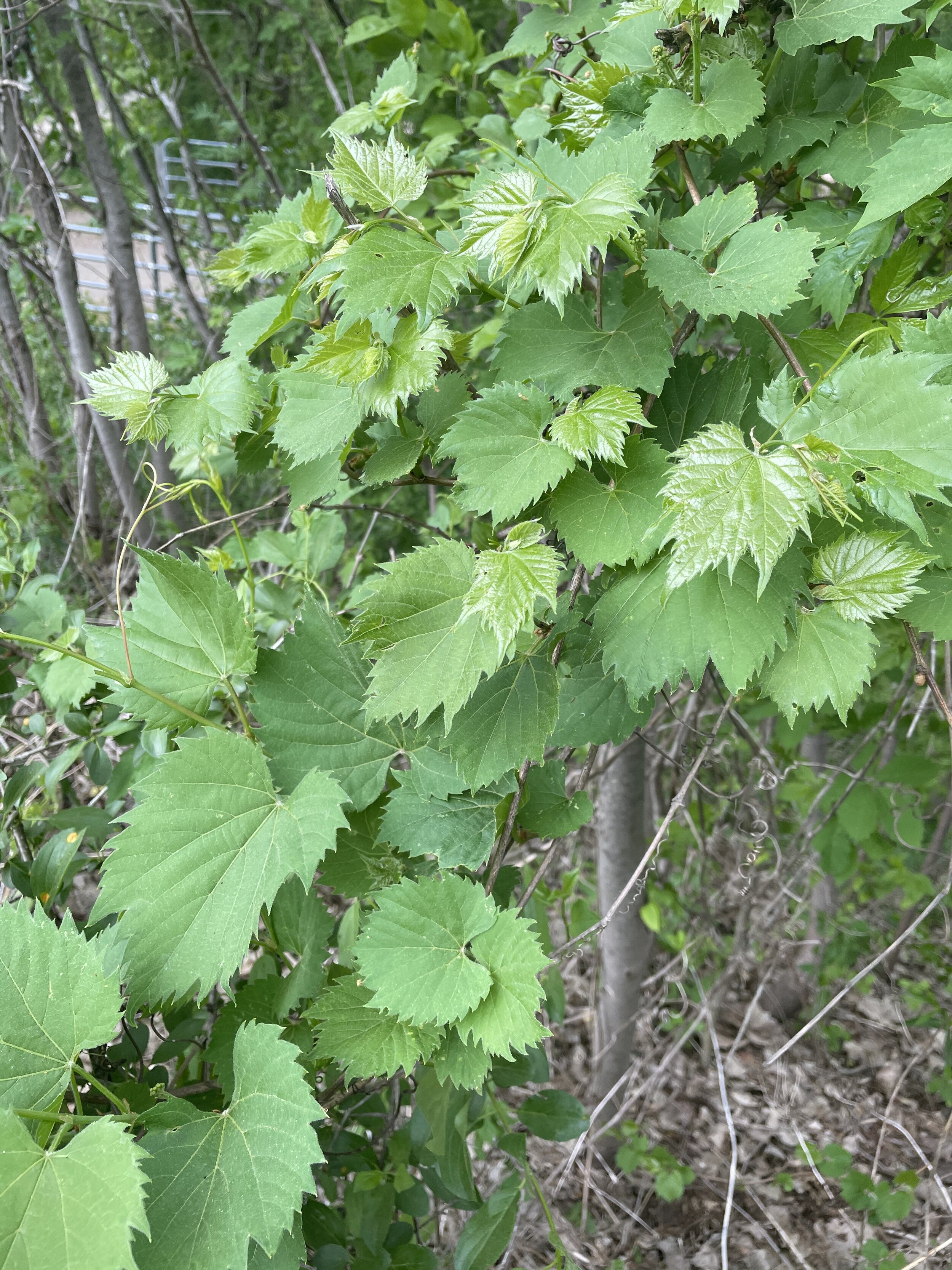  The riverside grape leaves - They are green and shiny on the underside while Fox grape are white fuzzy. When harvested in late Spring and blanched in boiling water for 20 seconds you can use them to make stuffed grape leaf recipes. 