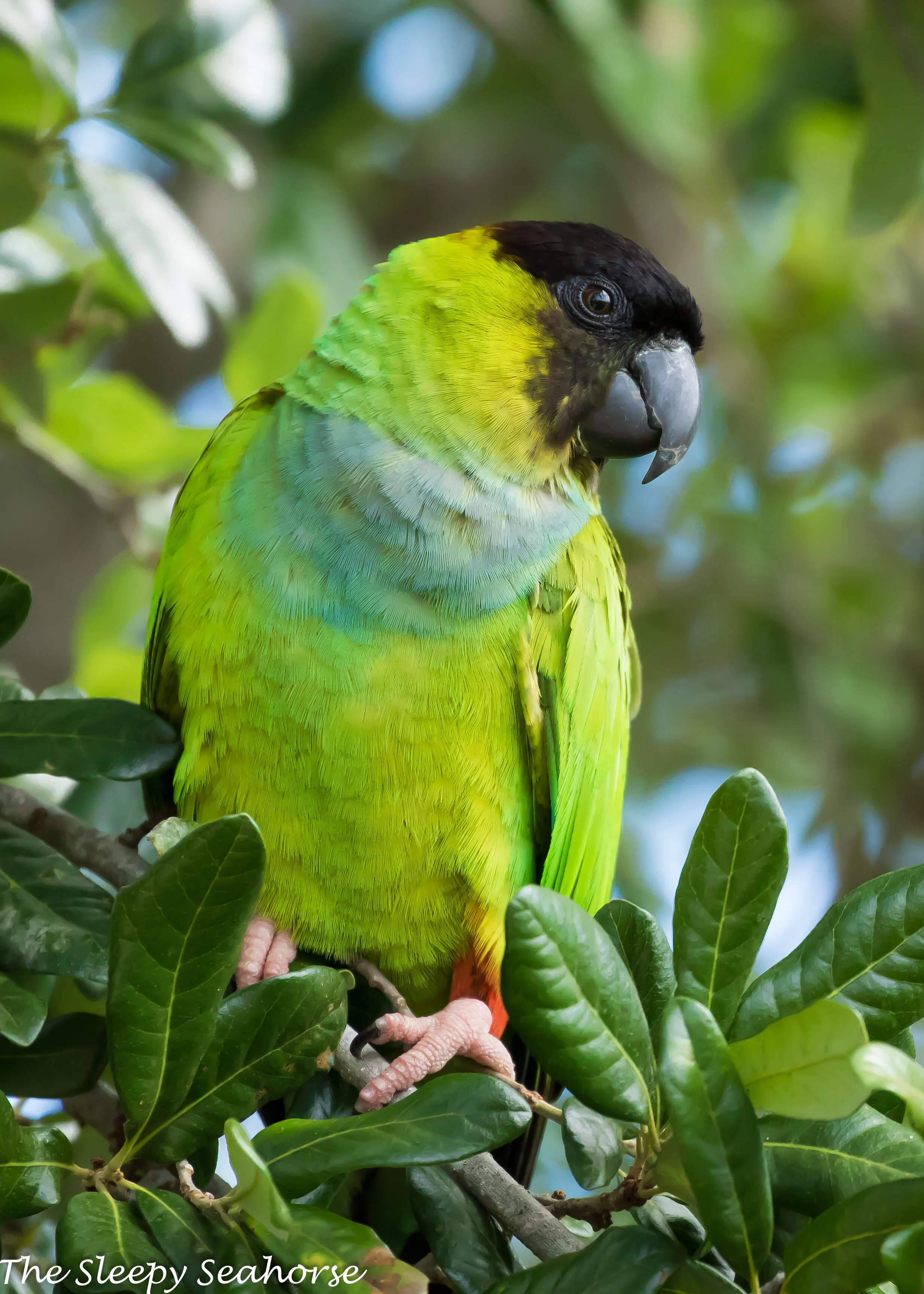 Nanday Parakeet Portrait