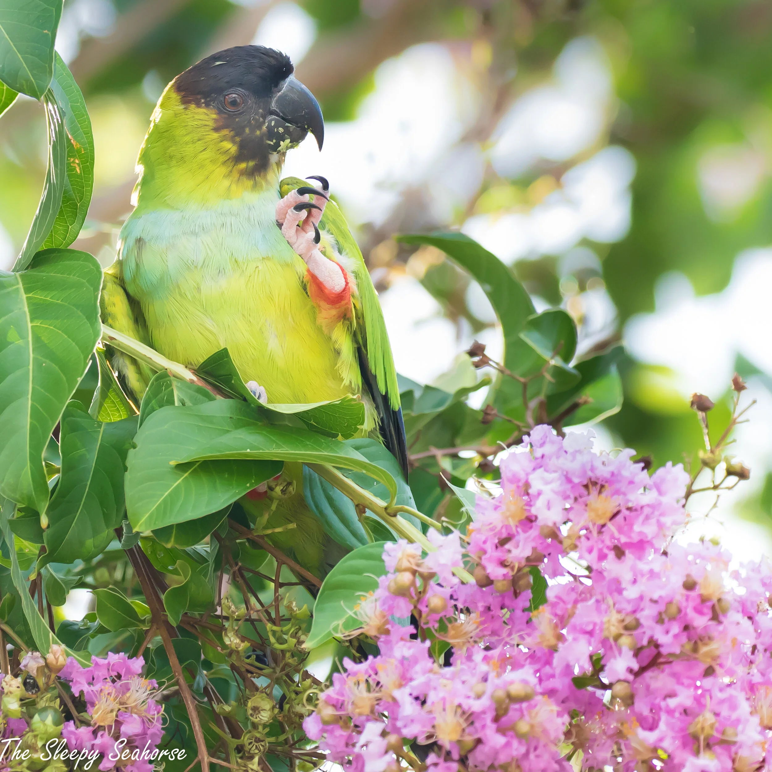 Nanday Parakeet in Crepe Myrtle