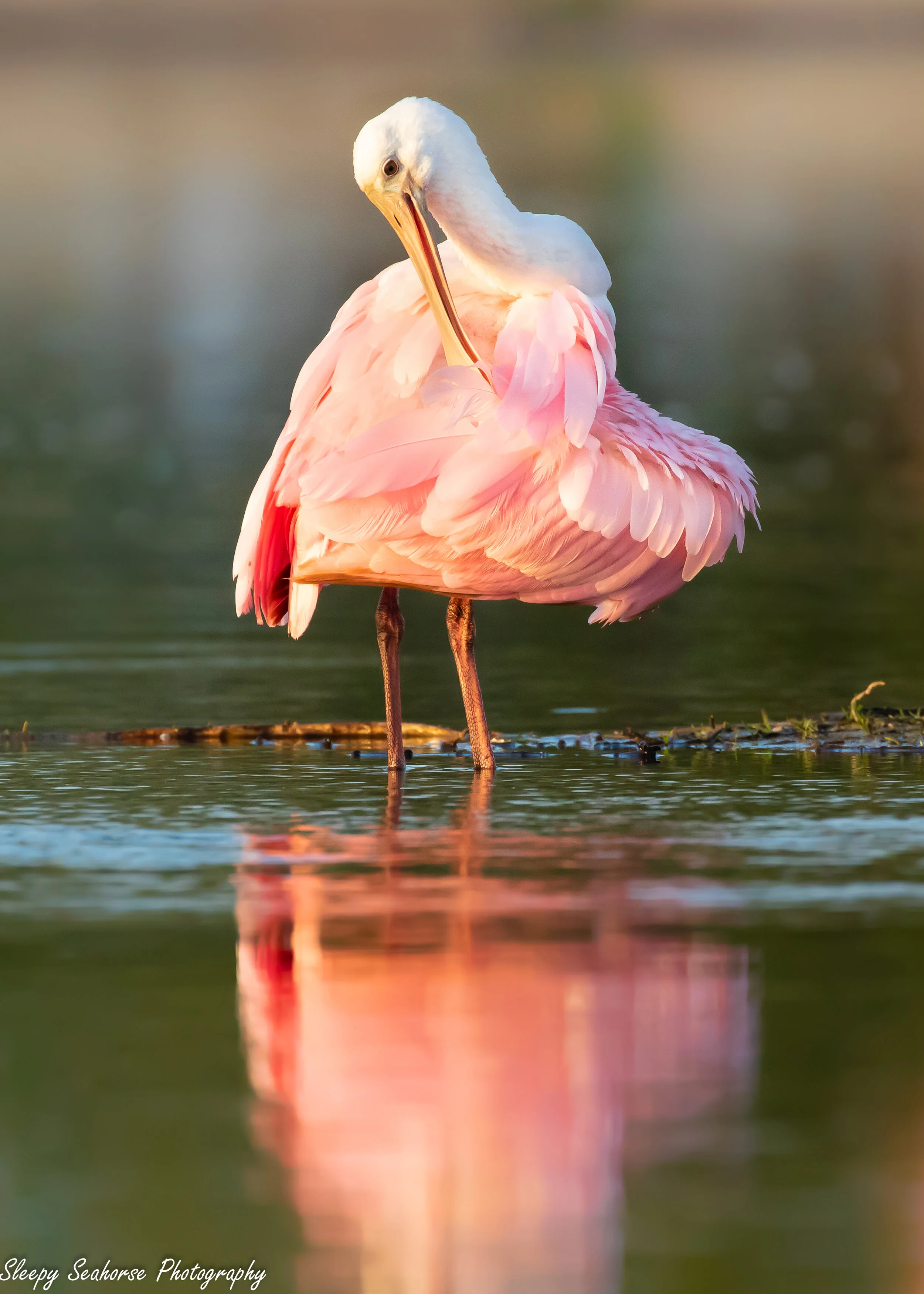 Roseate Spoonbill in Heart Pose