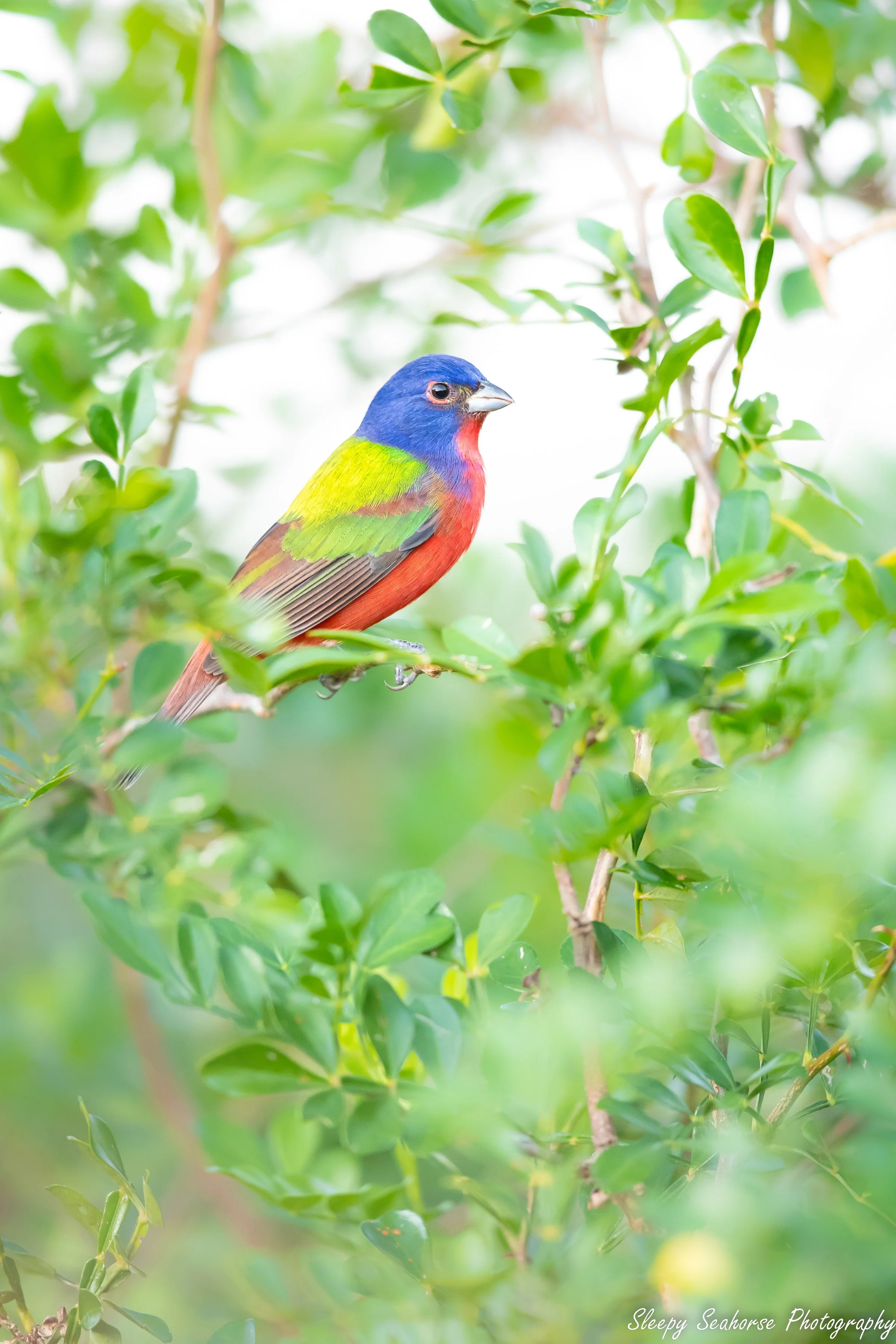 Male Painted Bunting in the Greenery