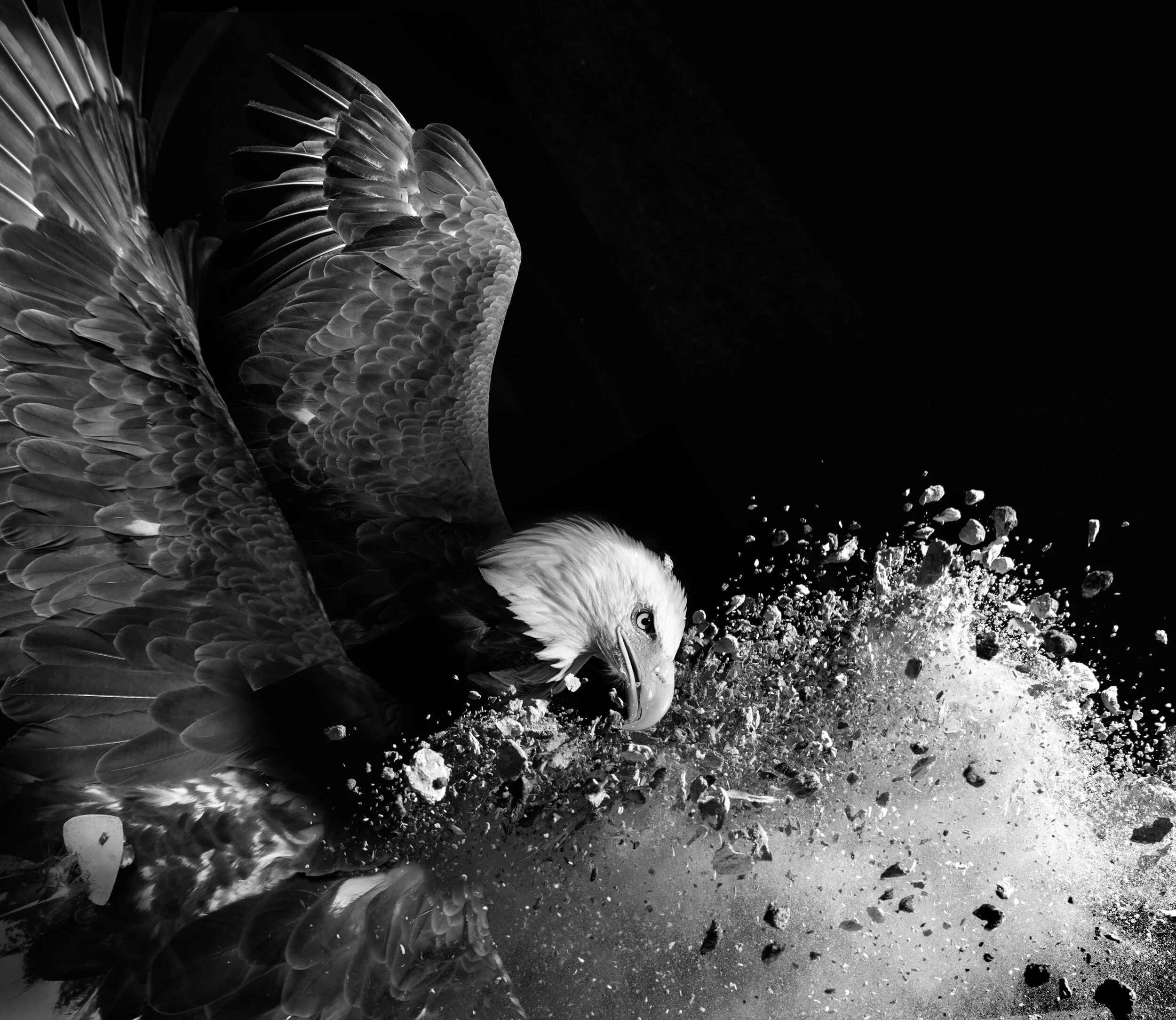 11 EAGLE 10.jpg