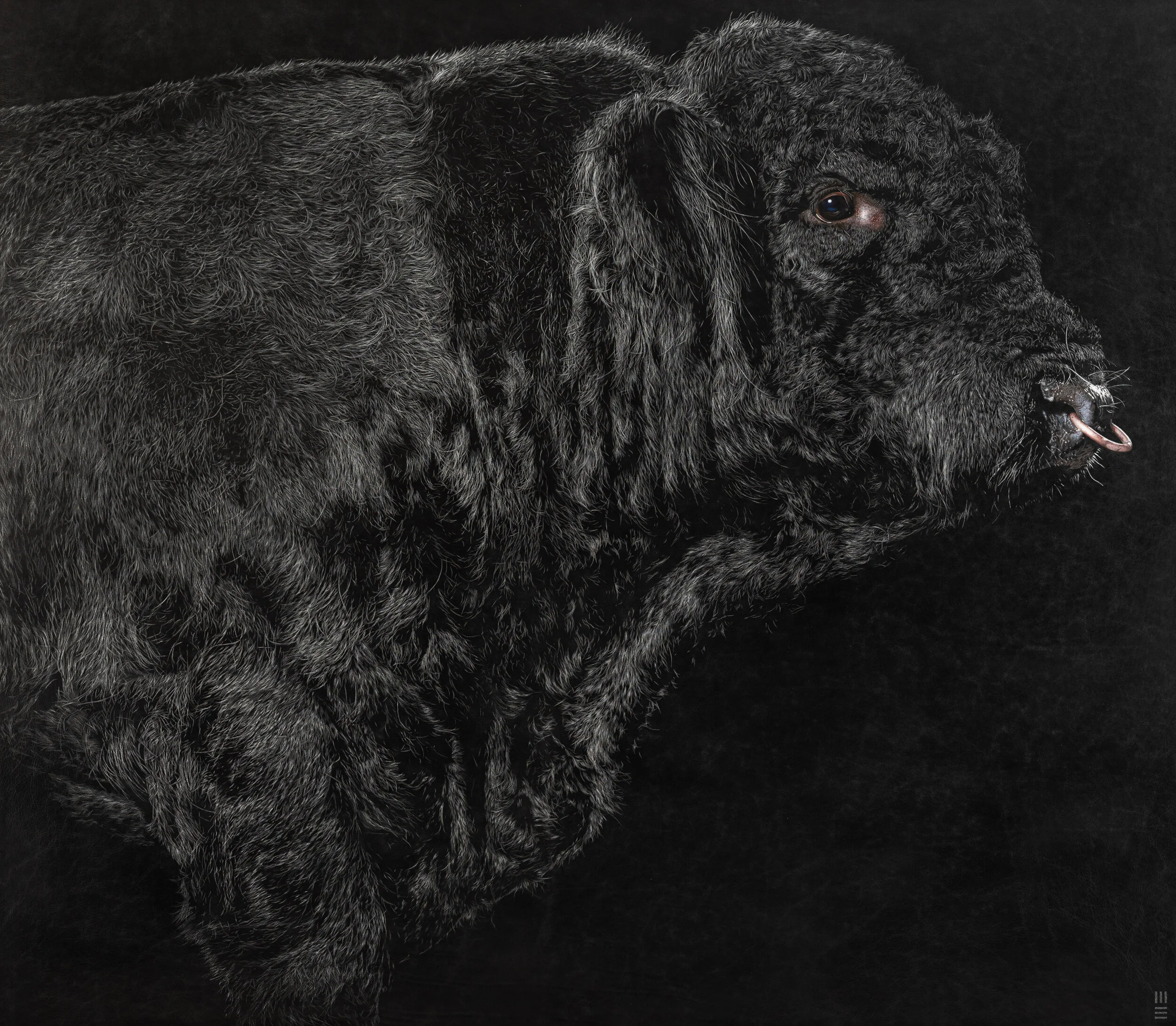 BULL CATALOGUE DSCF8476.jpg