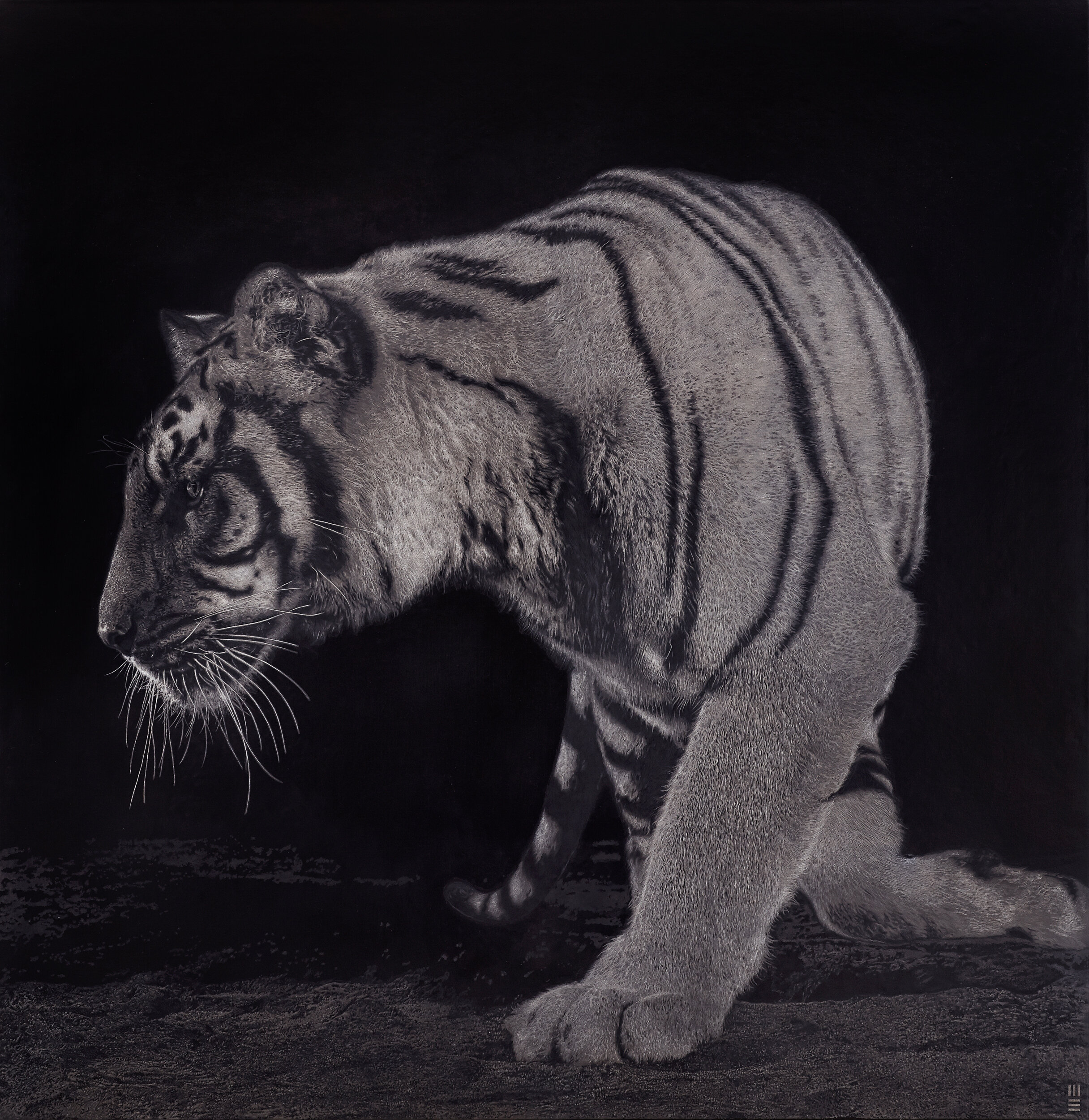 Z MEAsut_Tigers_160801_5011.jpg