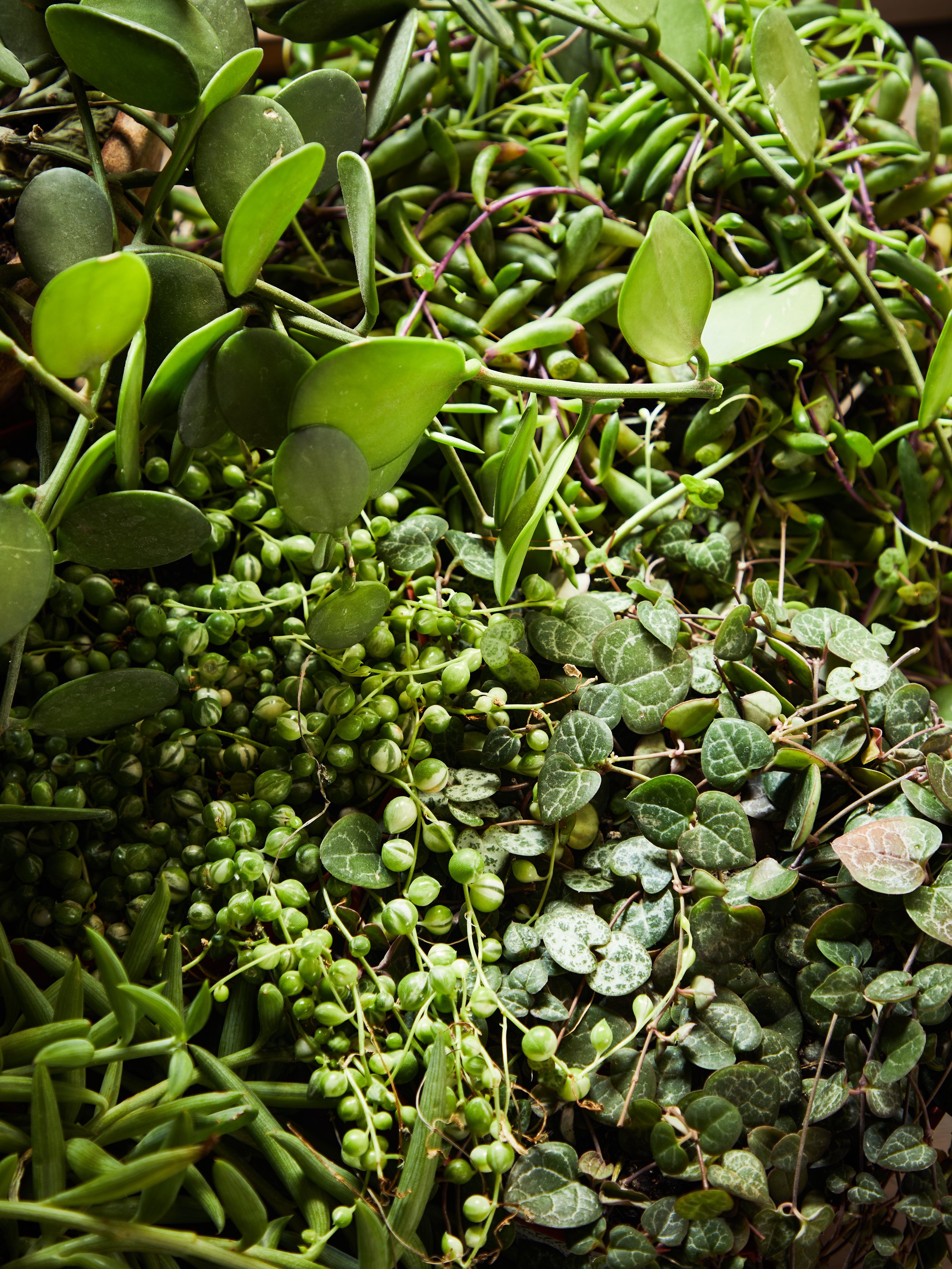 20211018_KateJordan_TerrainBook_TerrainStudio_TrailingSucculents_GenusGroup_0257.jpg