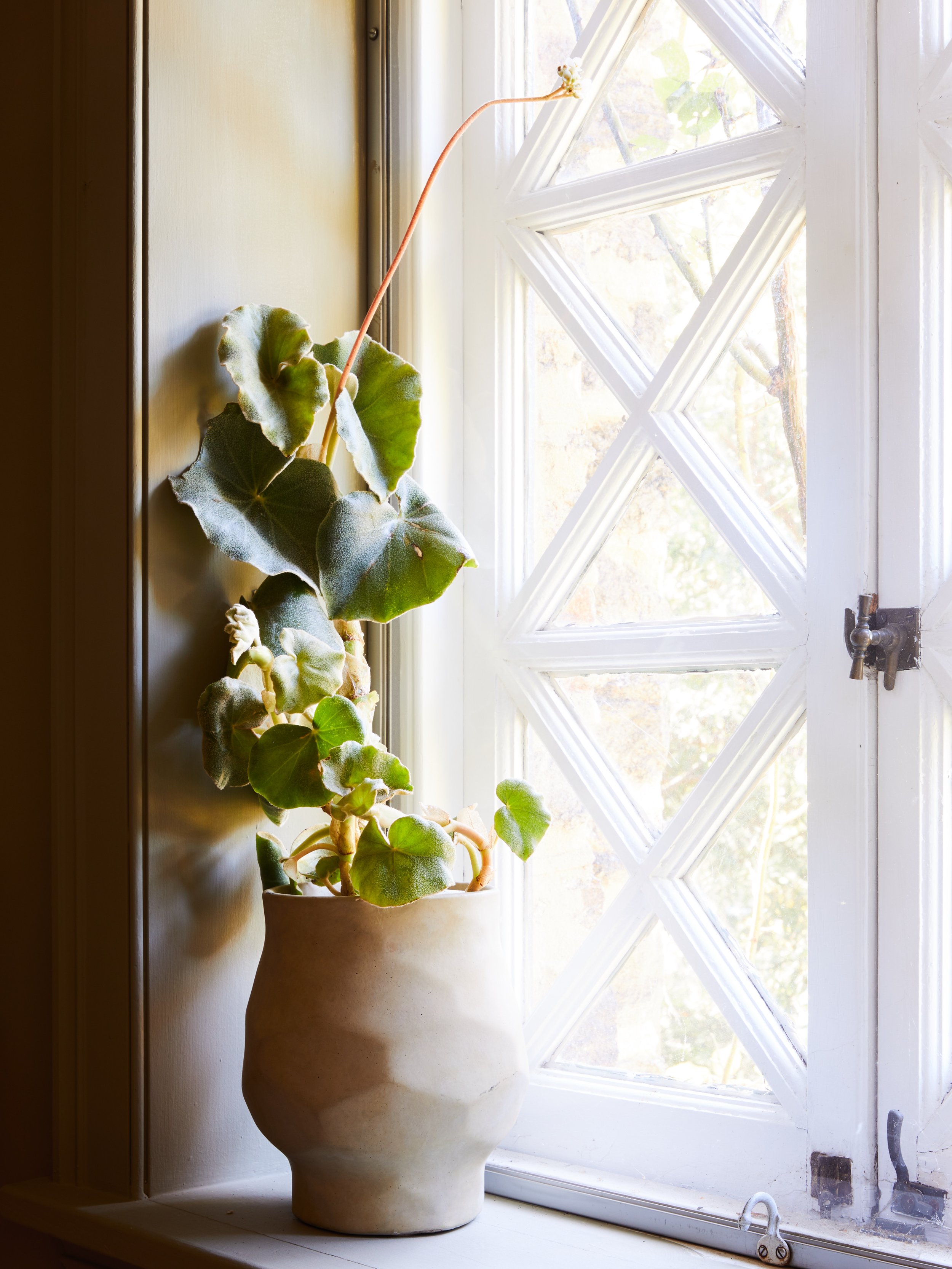 20211018_KateJordan_TerrainBook_VestigeHome_Shade_PlantPortrait_Begonia_0016.jpg