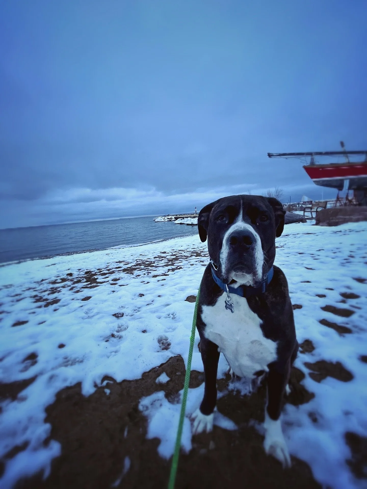 Bruce passed away peacefully Sunday night after several sudden and severe health issues presented themselves over the the weekend.
Bruce has been an important part of both my family and work life for nearly 8 years.  He has been faithfully by my sid