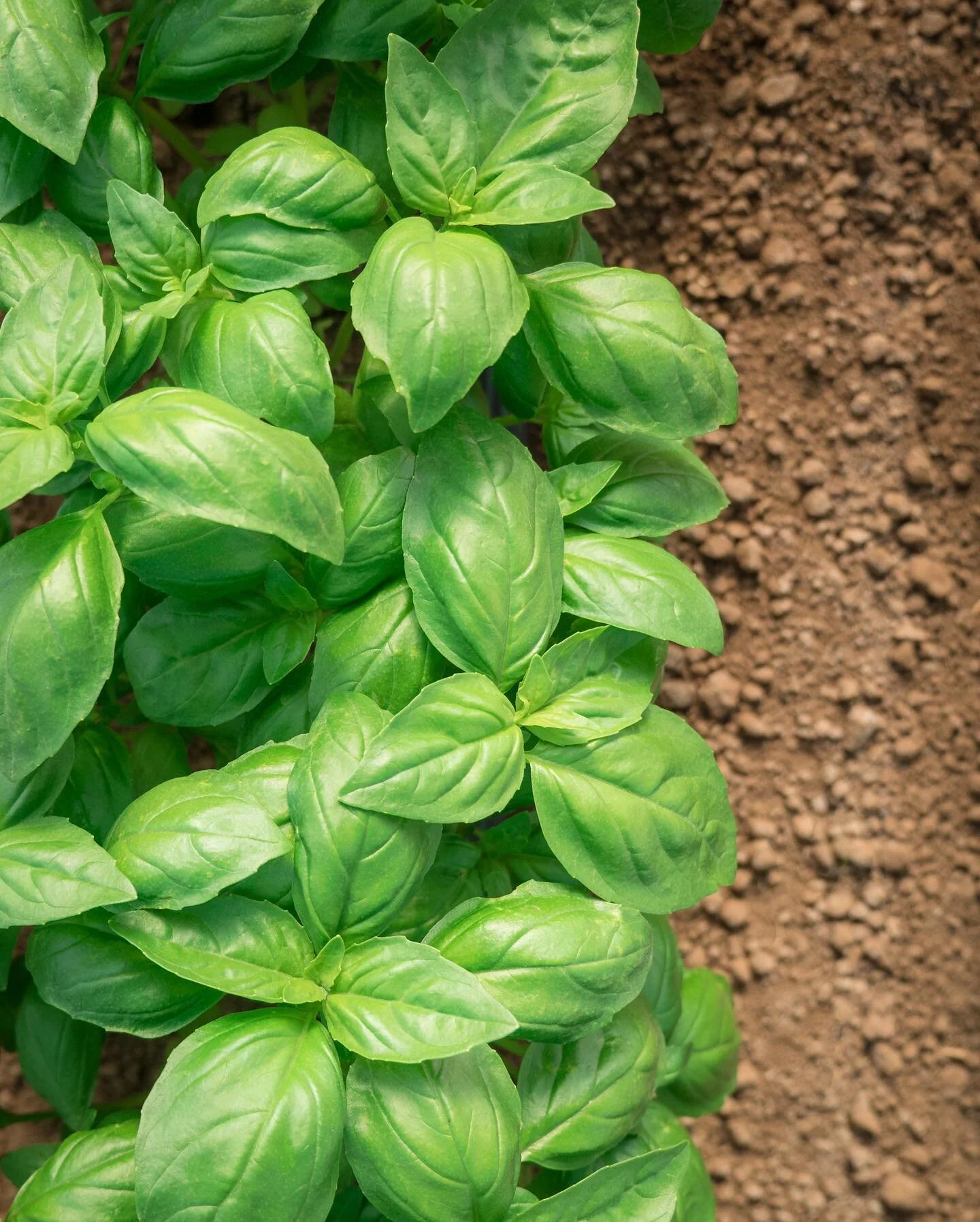 Beim #enzazadenfeldtag2021 wurden auch die Produkte fotografiert und gefilmt um so in den #digital #produktkatalog aufgenommen zu werden 🥦🥬🌽🥕🫑

@enzazaden #produktkatalog #digitalerkatalog #produktfotografie #produktvideos #panasoniclumix #video