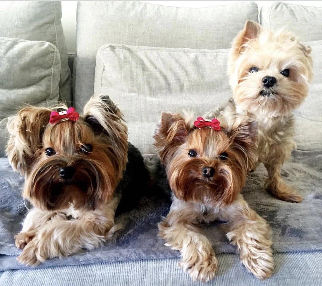 The Shocking Truth About "Premium" Dog Food (And What I Feed My Dogs Instead)