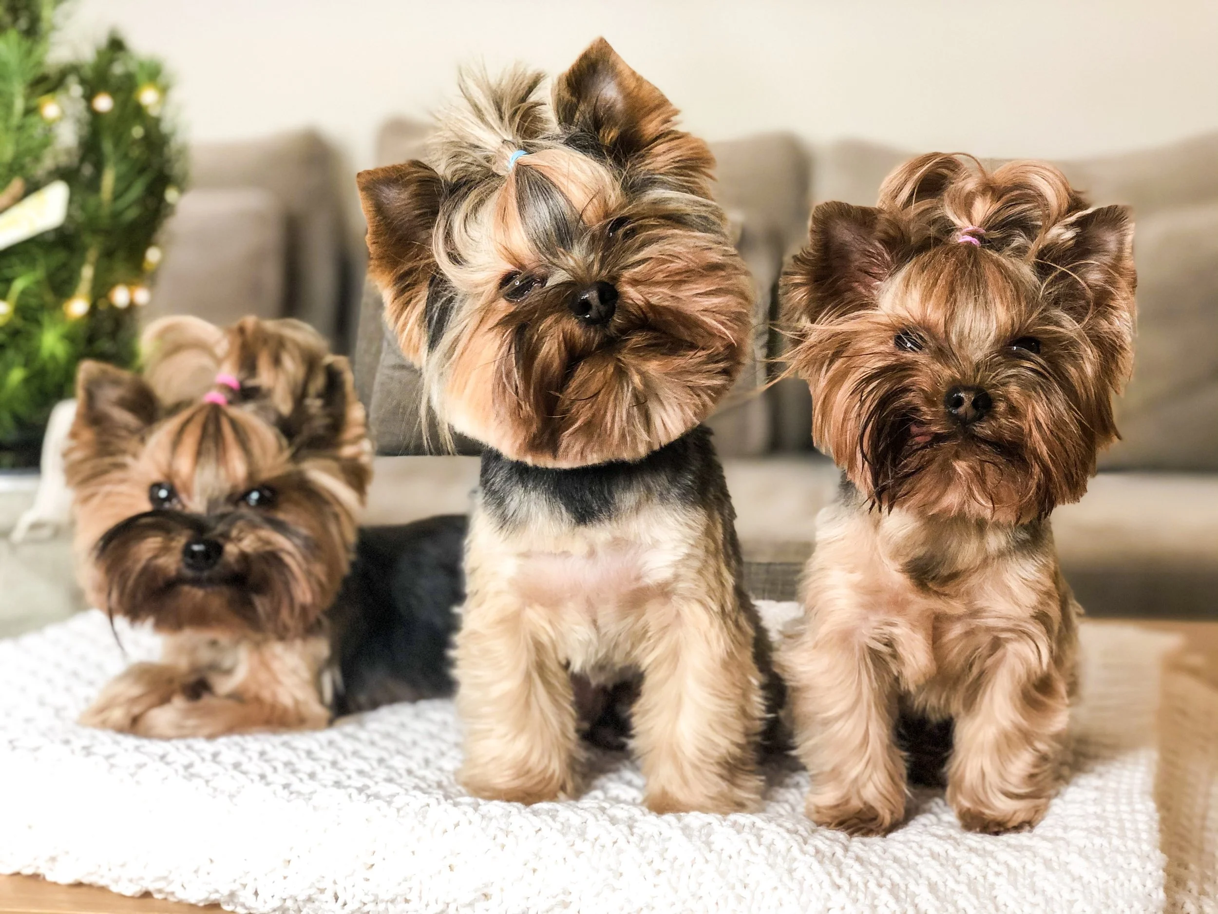 Three Yorkshire terriers looking at the camera