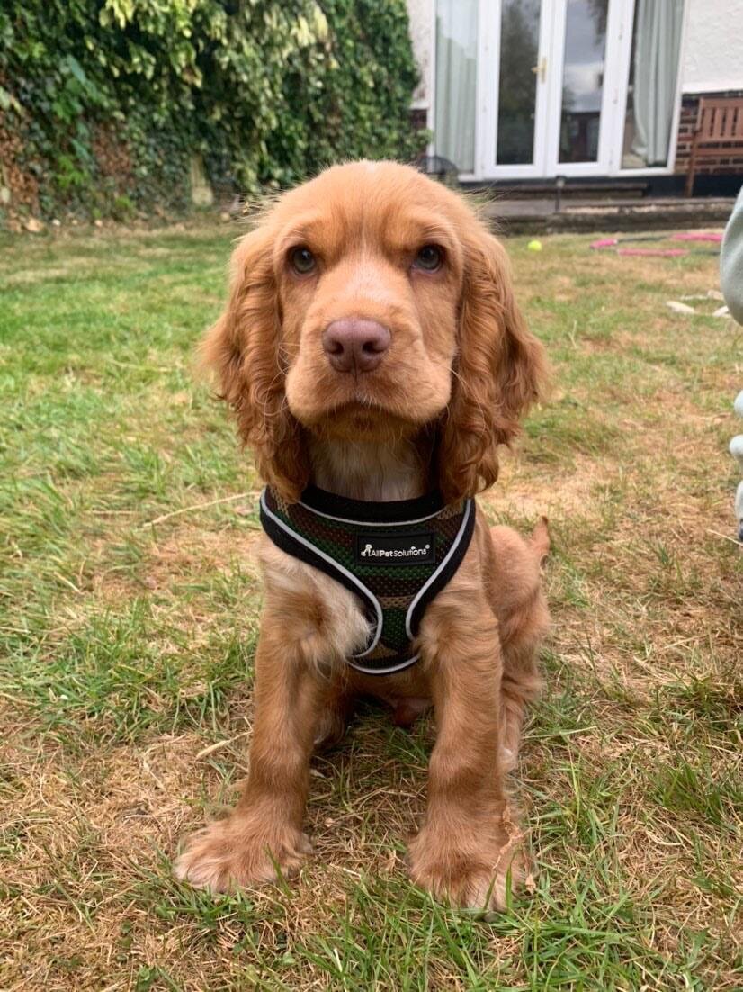 Arlo