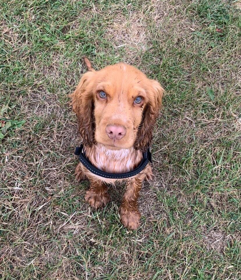 Arlo