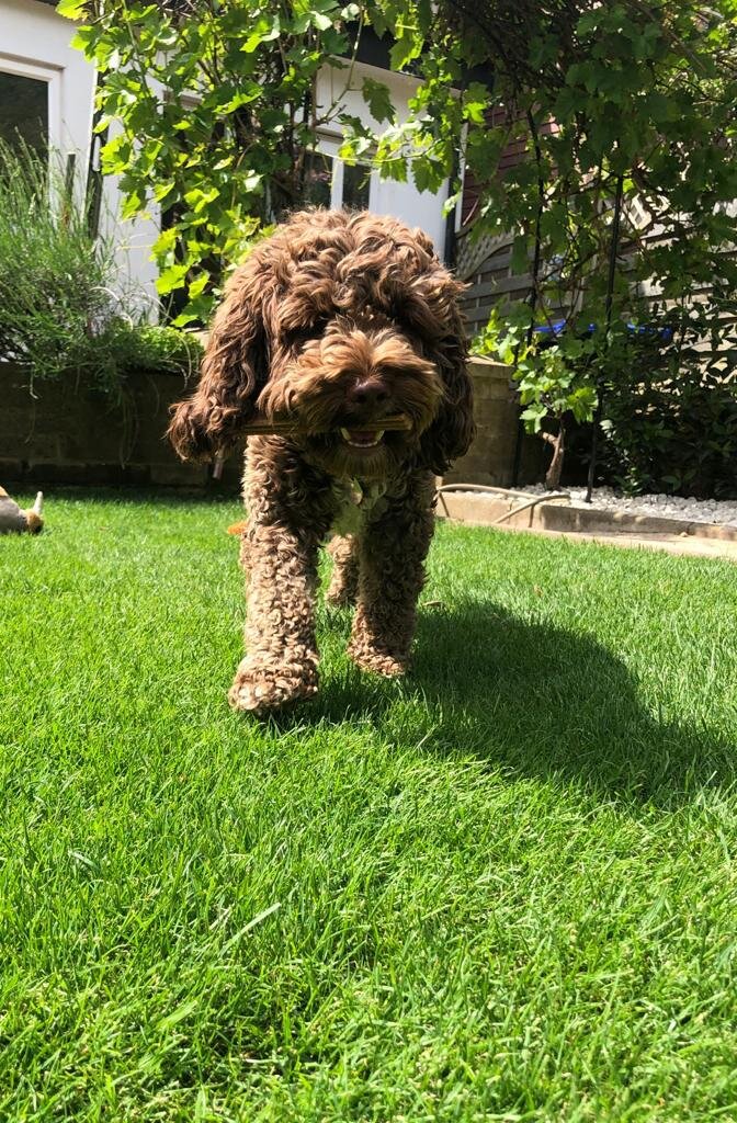 Mr Barkers
