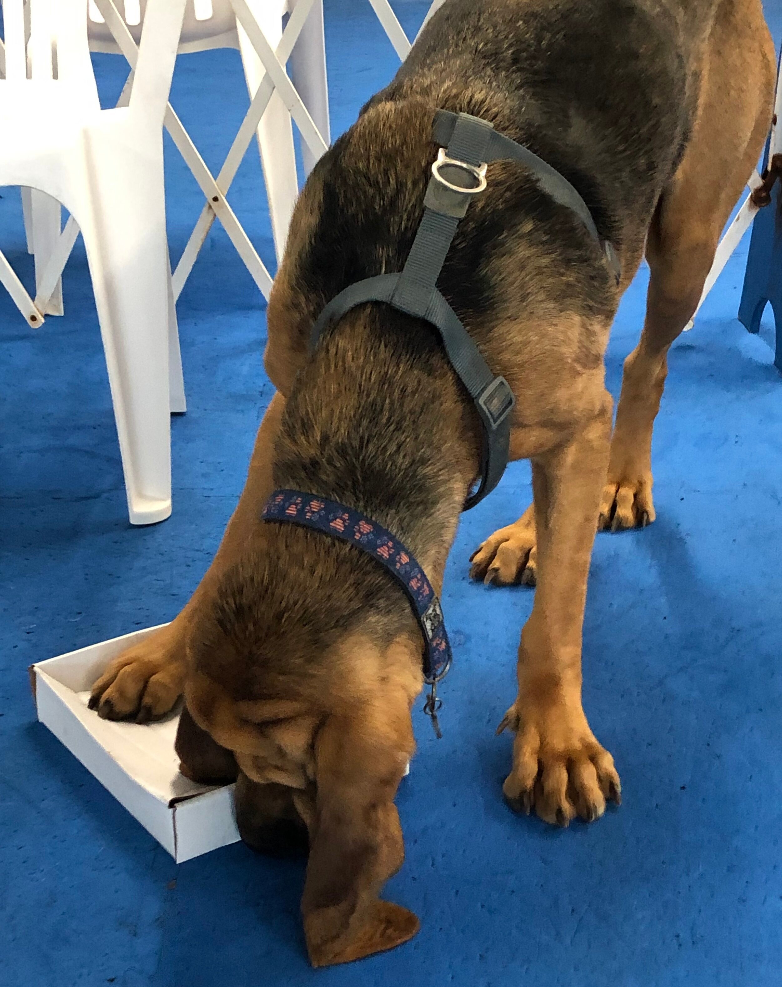 Nosework Training for Dogs — Kuro Snacks