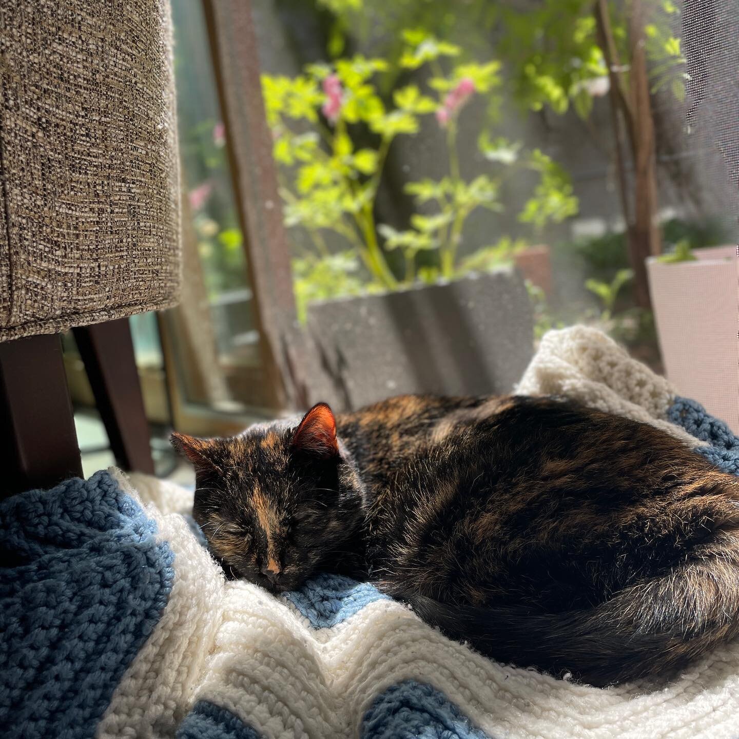 Miss Finn is still doing really well. We are trying some treatments and hoping they help 🤞🍀 but for now I would say she is honestly doing better than I am 😬 I mean, this sunbeam is everything.