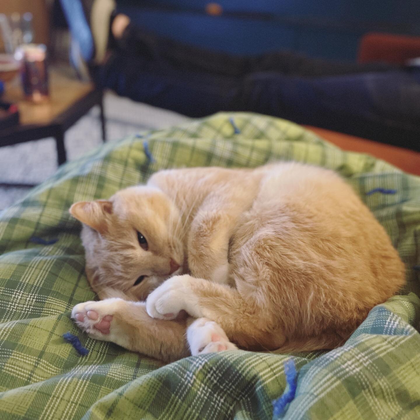 Man, it feels like we were hit with a double whammy. Our little Buggy is scheduled for emergency exploratory surgery today for a mass in her throat. We need all the good luck we can get. Send all you can spare.