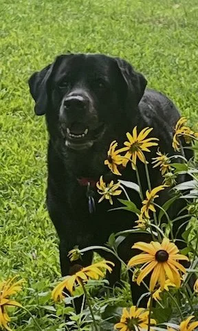 Black dog sitting on grass with yellow flowers in the foreground.