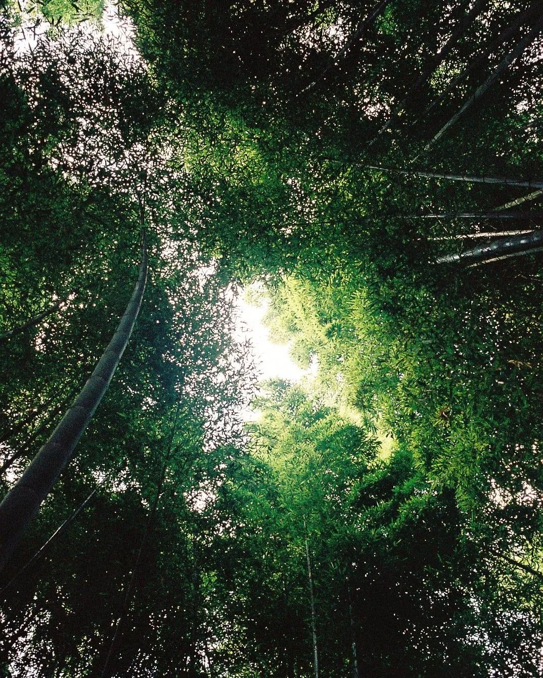 Makes you feel like taking a walk in nature. Tokyo, Japan