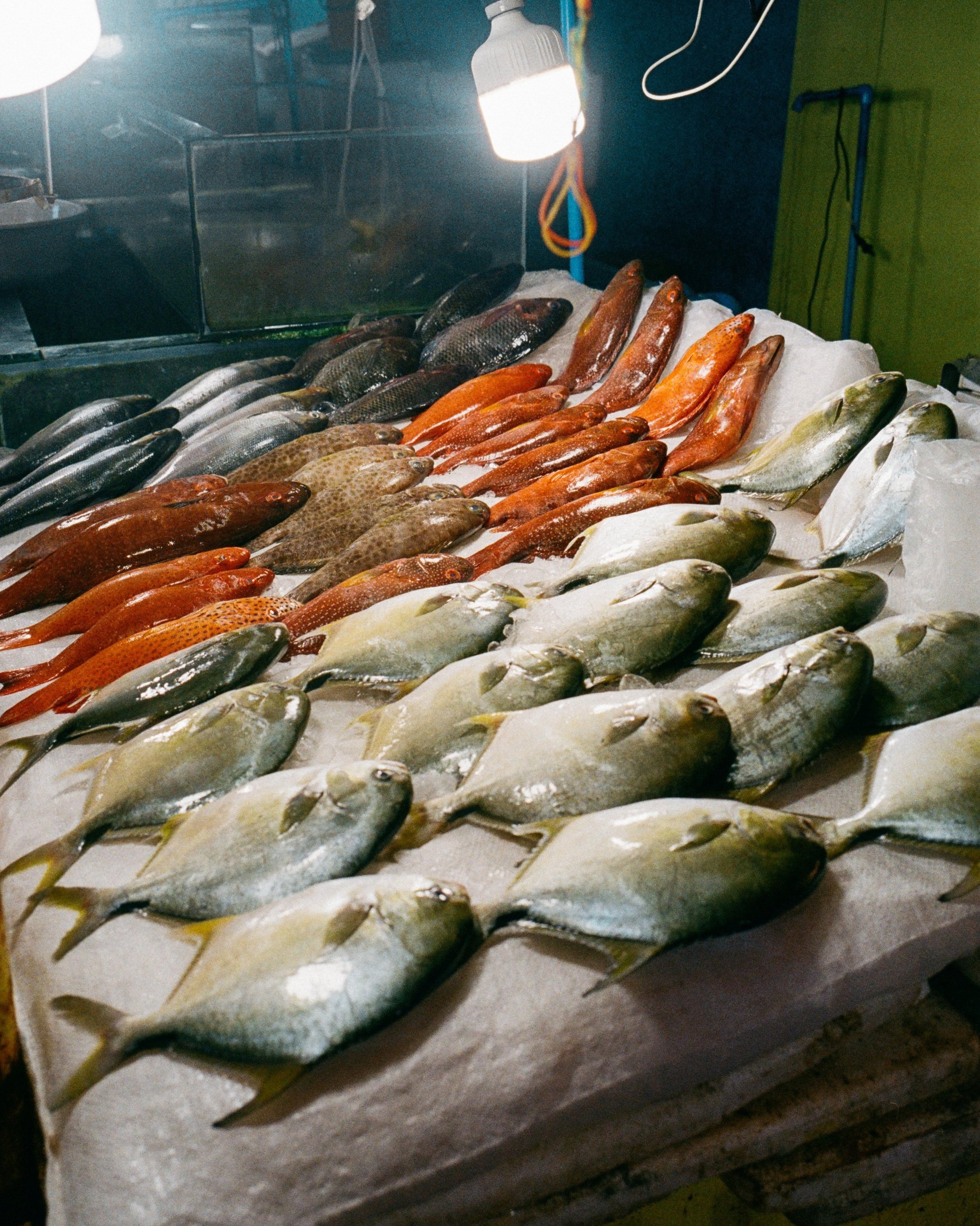 Colors at a Fishing Market in Manila, Philippines