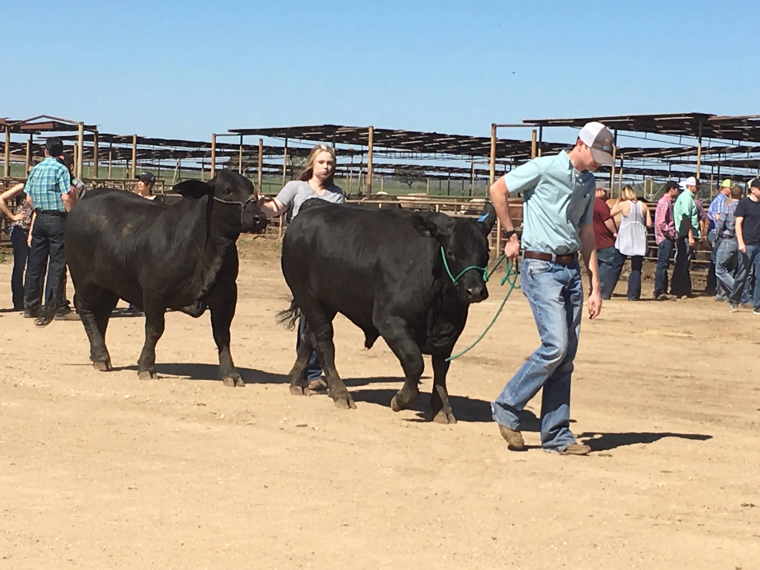 Phillips And Luckey Giddings Tx - mjfjlht