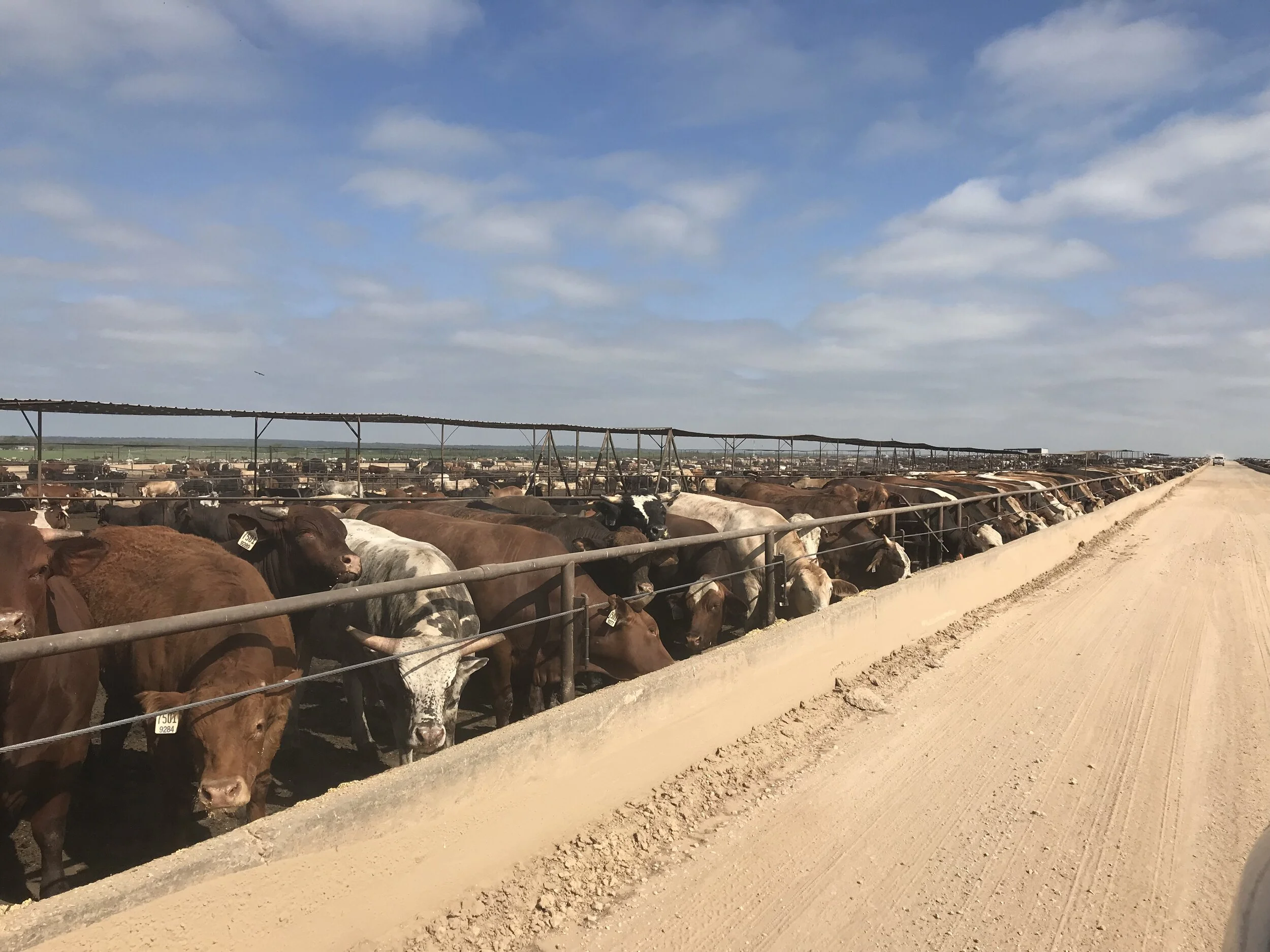 Luckey Custom Feedlot_Cattle_Devine_Texas5.JPG