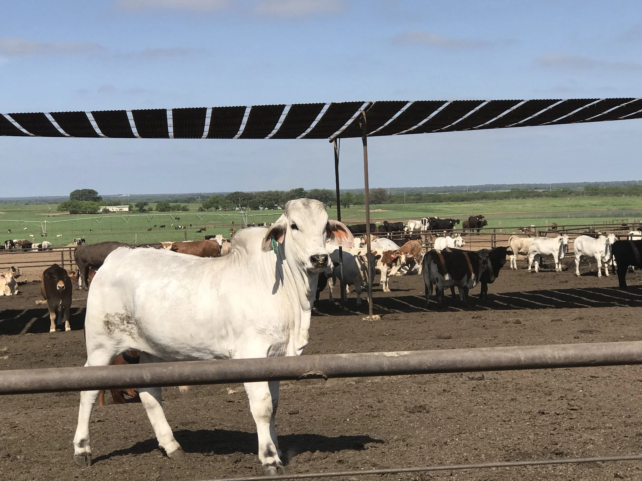 Luckey Custom Feedlot_Cattle_Devine_Texas3.JPG