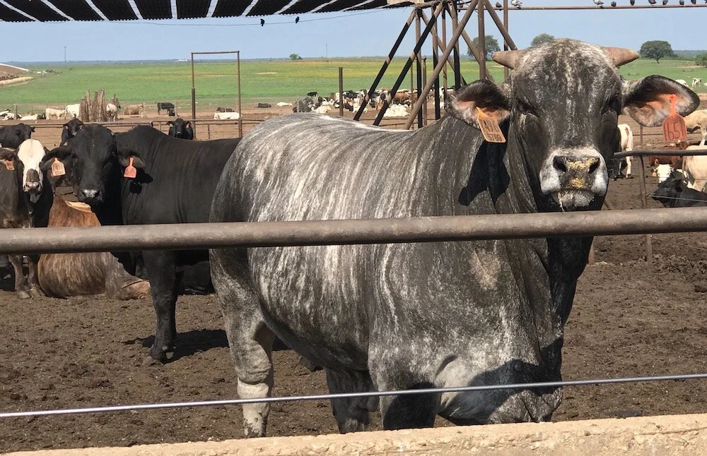 Luckey Custom Feedlot_Cattle_Devine_Texas Grey Striped Steer.JPG
