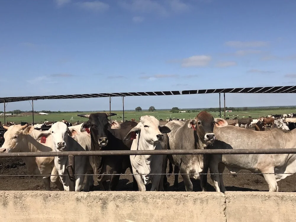 Luckey Custom Feedlot_Cattle_Devine_Texas7.JPG
