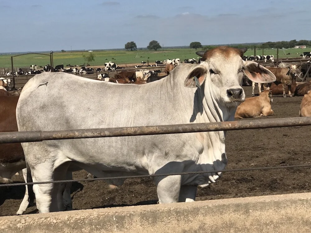 Luckey Custom Feedlot_Cattle_Devine_Texas.JPG
