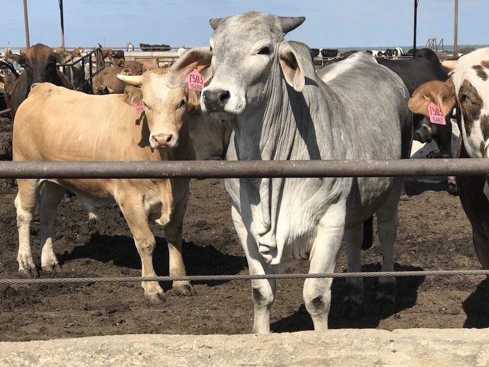 Cattle Feeding Services — Luckey Custom Feed Lot