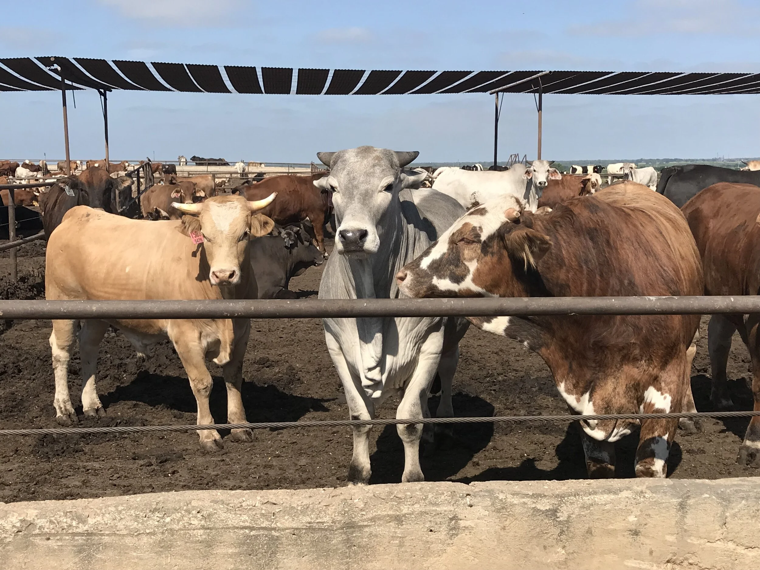 Kelvie Cox - IMG_3690.JPG