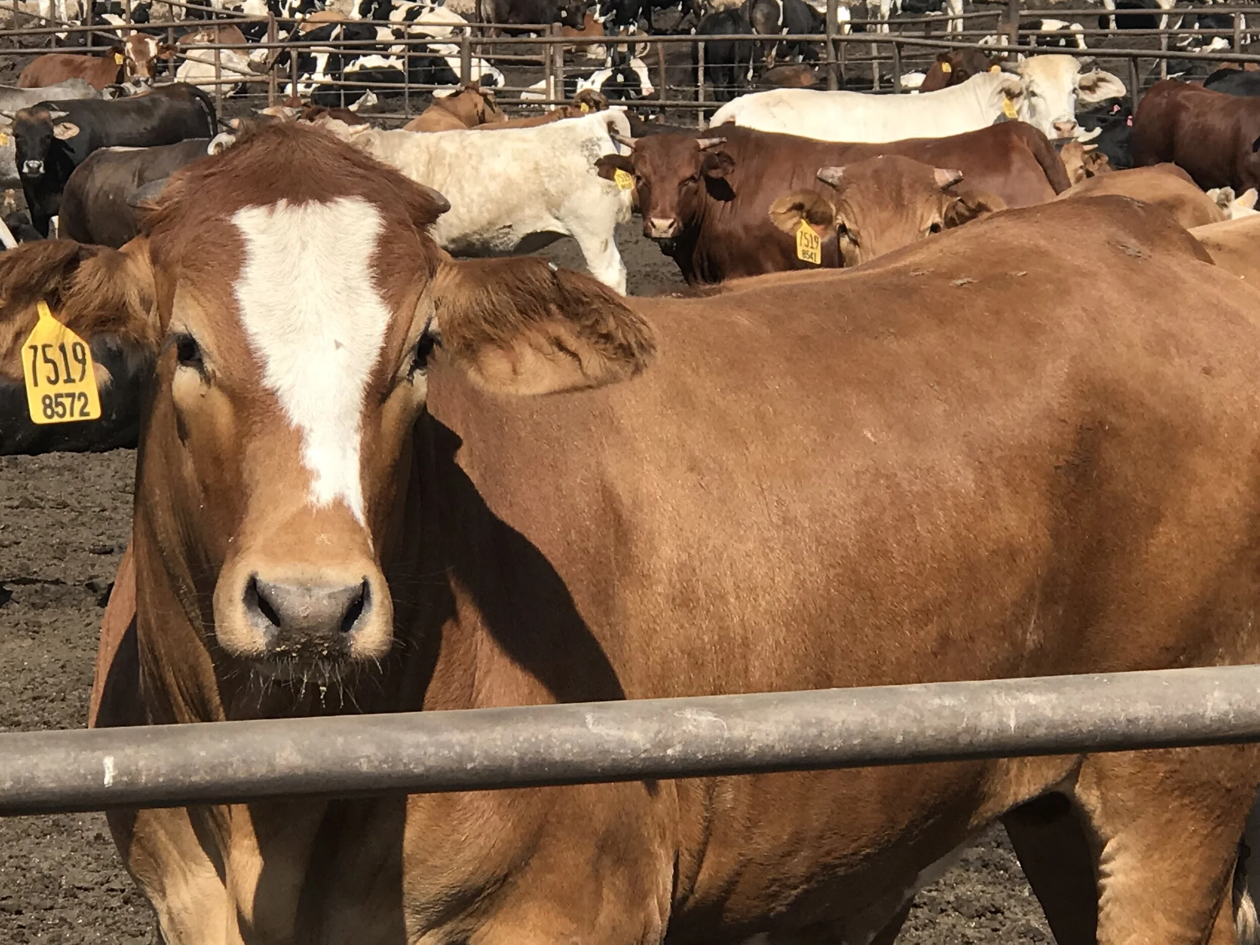 Kelvie Cox - IMG_3672.JPG