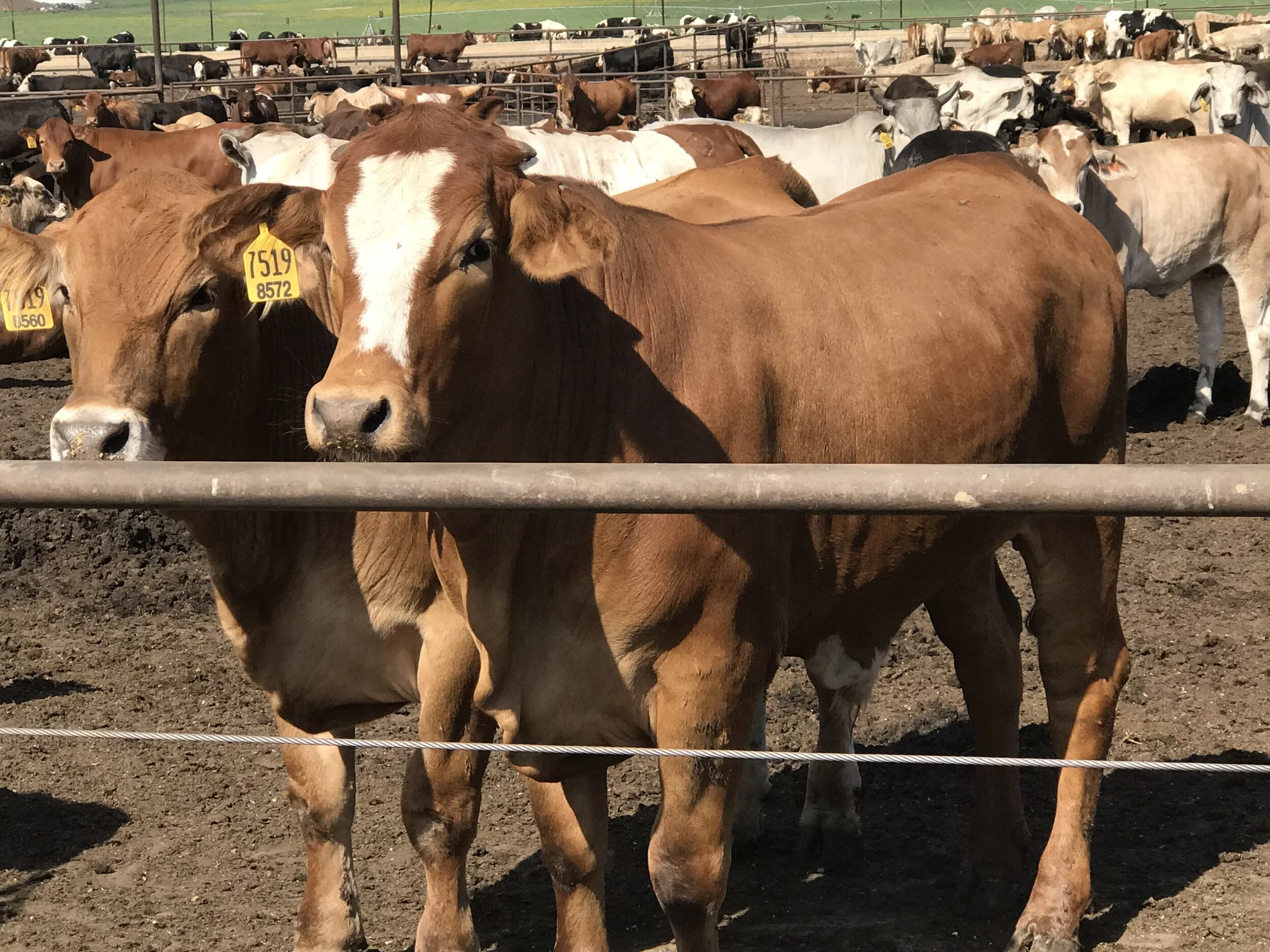 Kelvie Cox - IMG_3674.JPG