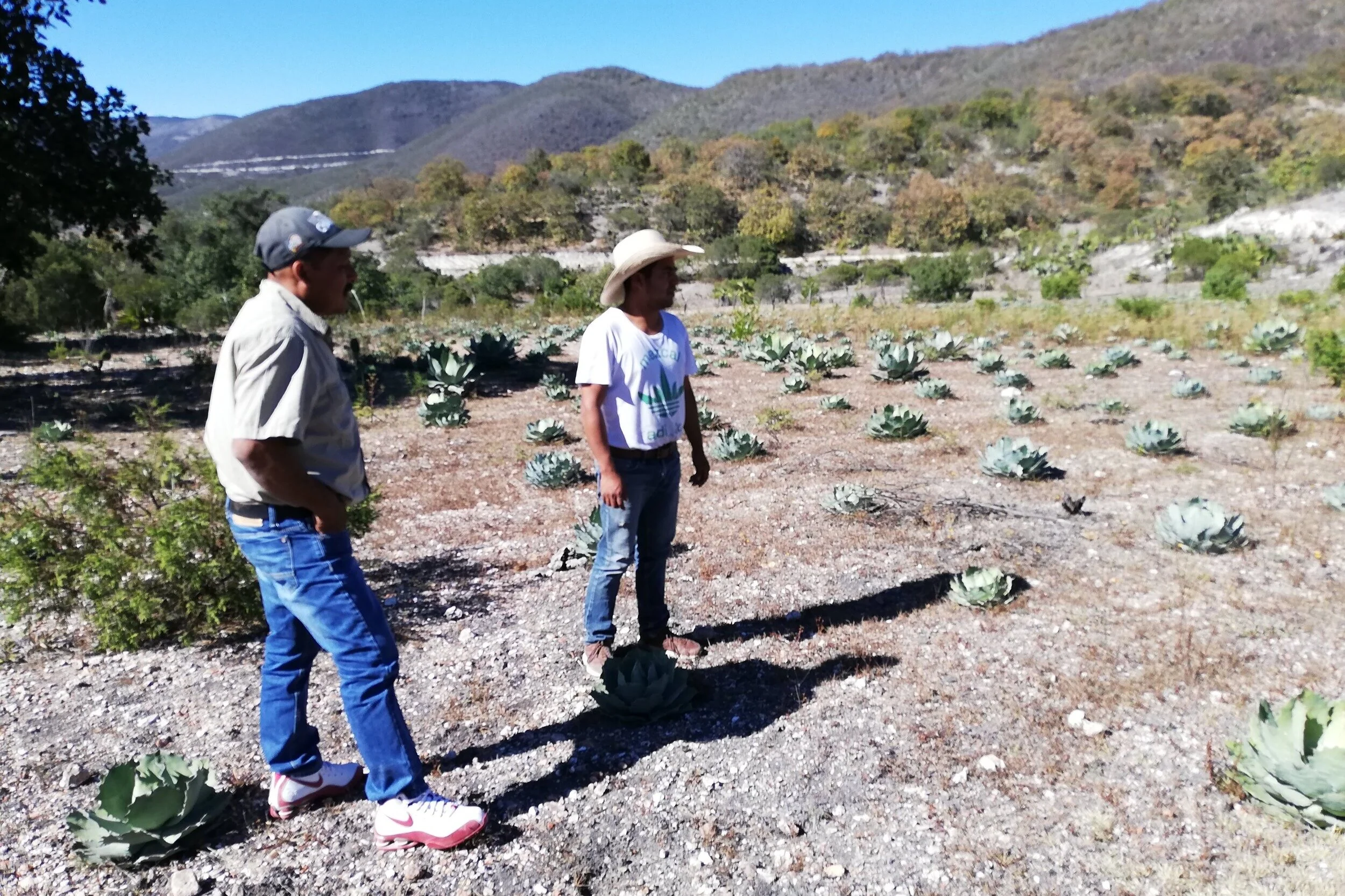 3 puntos por los que hablar de Mezcal es hablar de desarrollo sustentable.