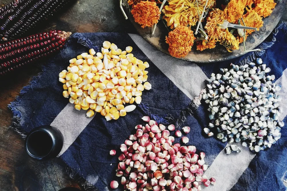 Maíces bolita rojos, amarillos y negros de Zaachila