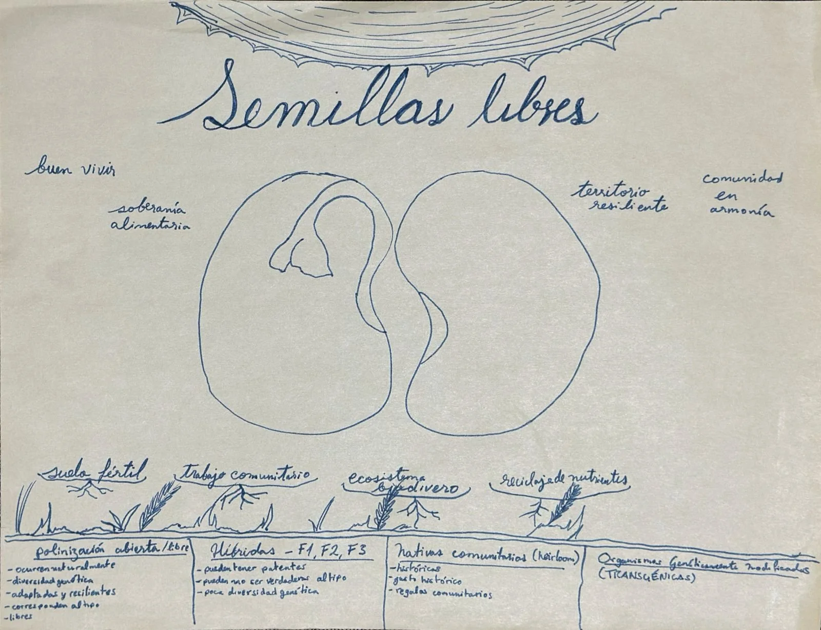 dibujo semilla 1.jpg