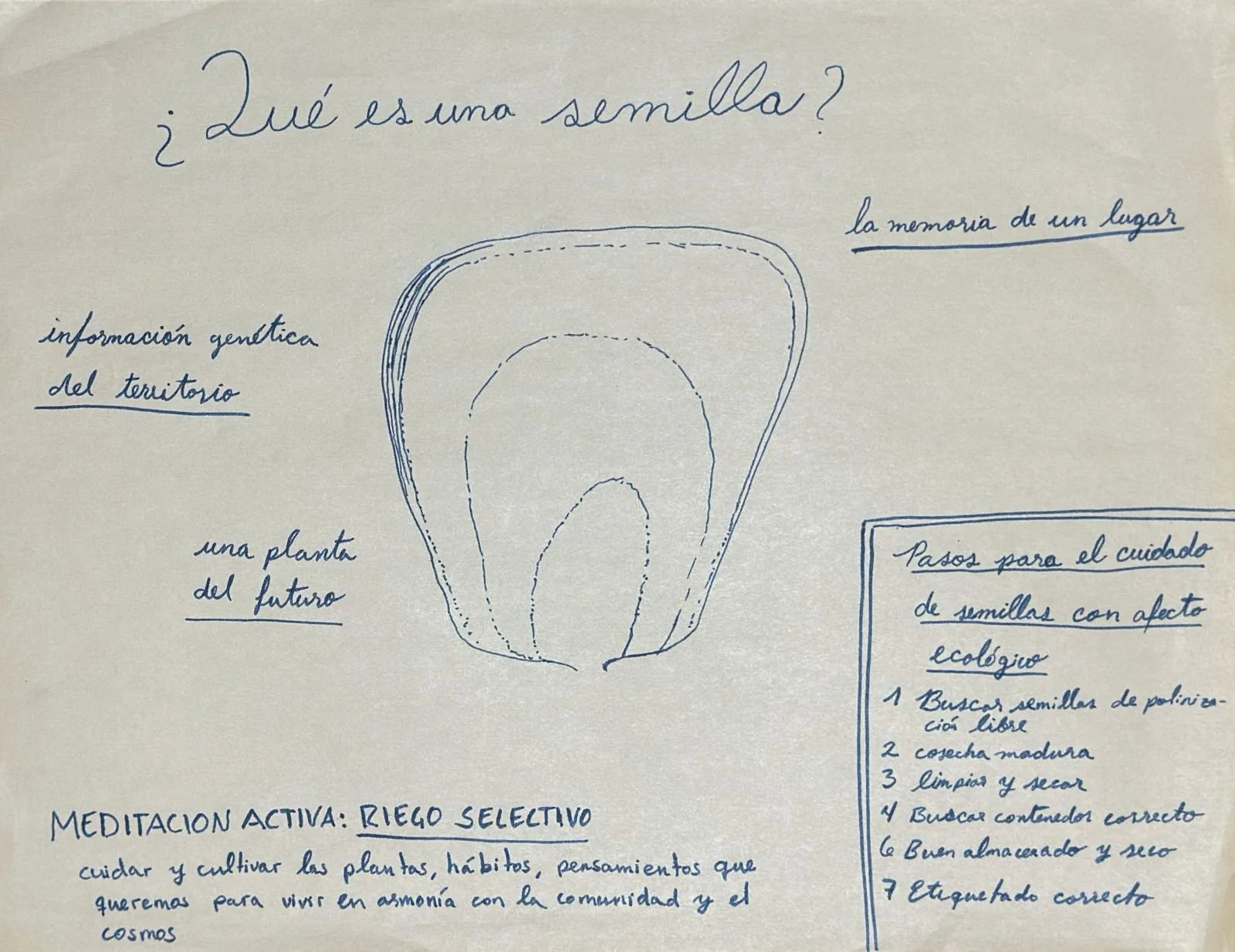 dibujo semilla 2.jpg