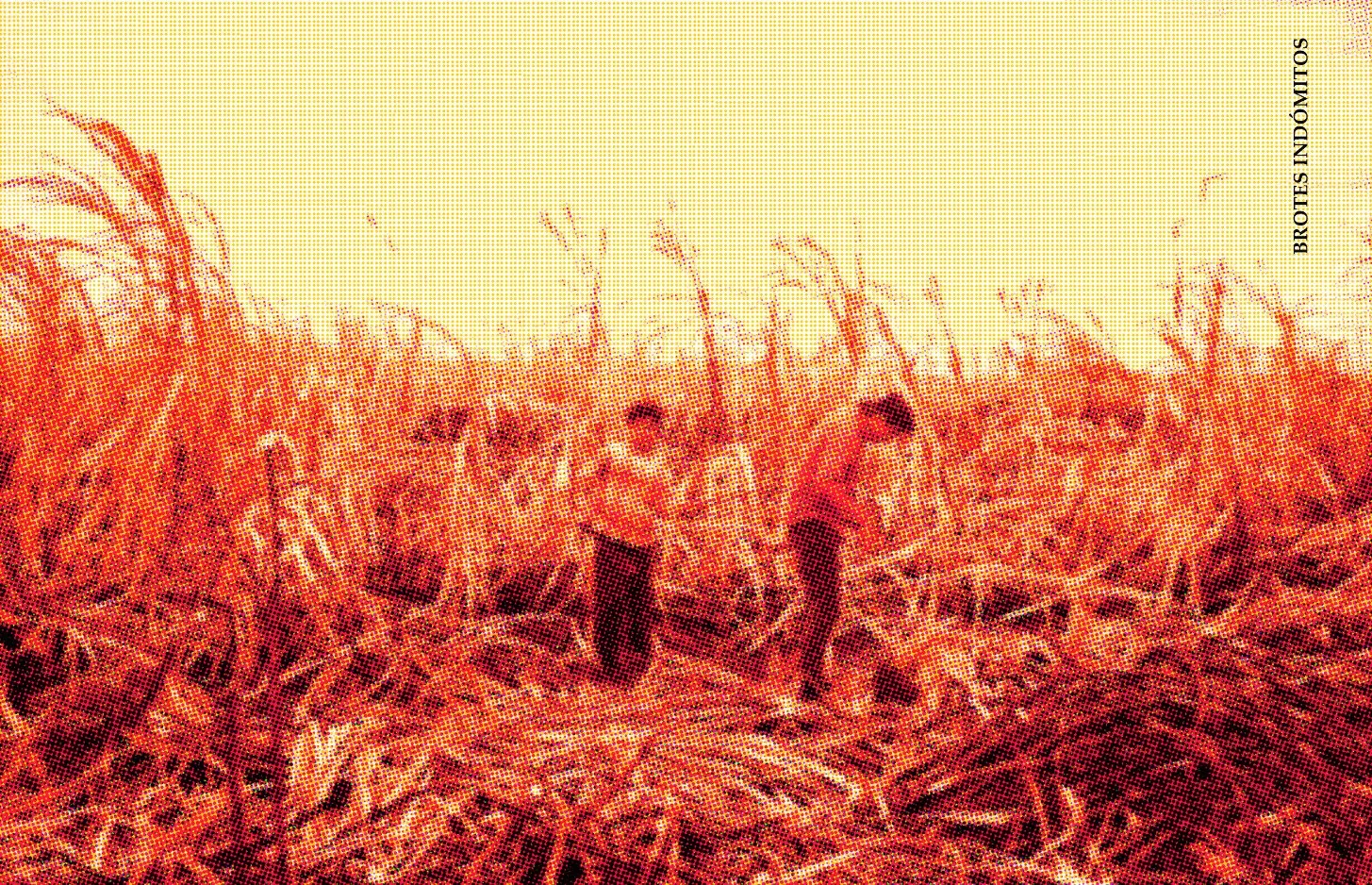 Jornaleros en un campo de caña