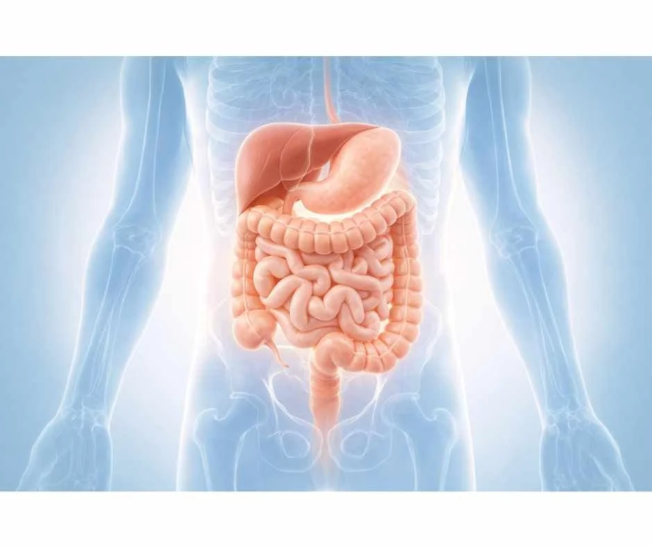 Illustration of the human digestive system showing the role of gut health in whole-body regulation and immune balance