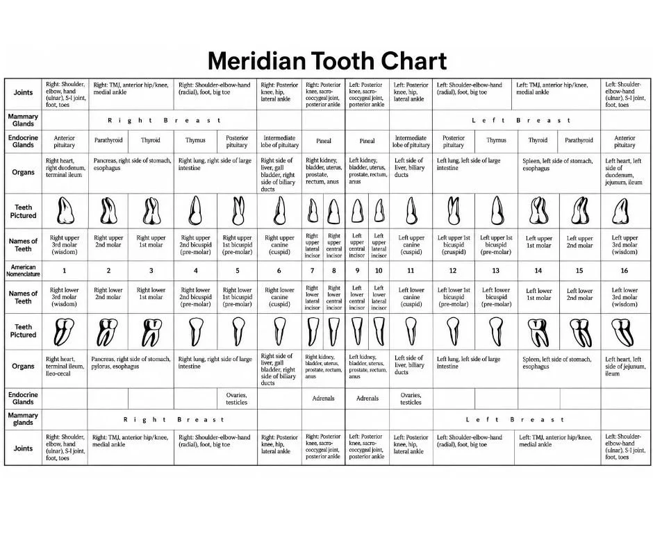 Meridian tooth chart showing traditional relationships between individual teeth, organs, endocrine glands, breast tissue, and joints.