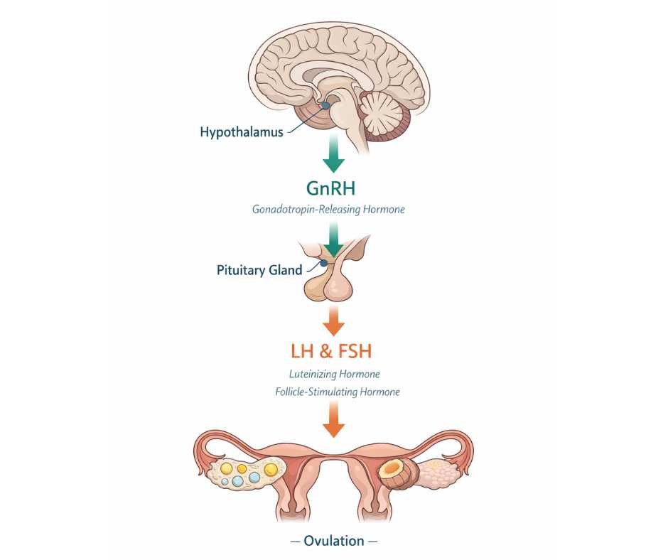 Diagram illustrating the hypothalamic–pituitary–ovarian axis and hormone signaling involved in ovulation