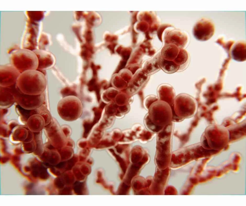 Microscopic view of Candida yeast cells, illustrating the focus on chronic yeast infections in functional medicine