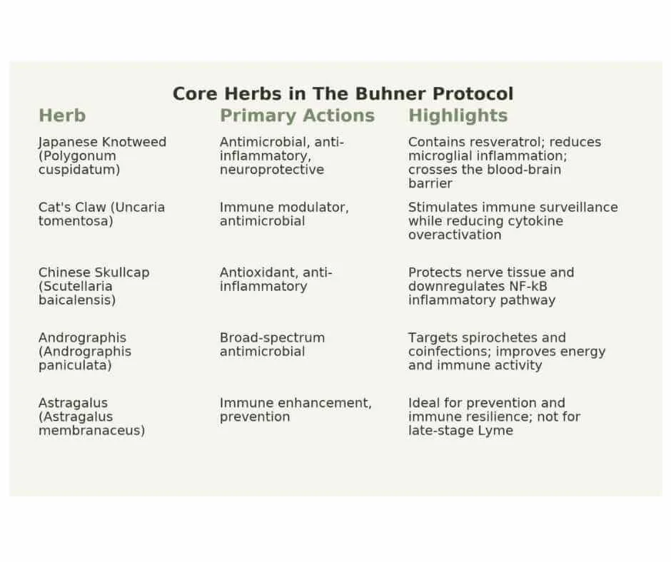 Core herbs in the Buhner Protocol for chronic Lyme disease including Japanese Knotweed, Cat’s Claw, Chinese Skullcap, Andrographis, and Astragalus with primary antimicrobial and immune-modulating