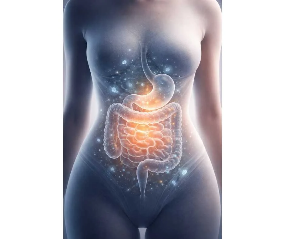 Abstract human torso illustrating gut immune regulation and intestinal barrier health in inflammatory bowel disease.
