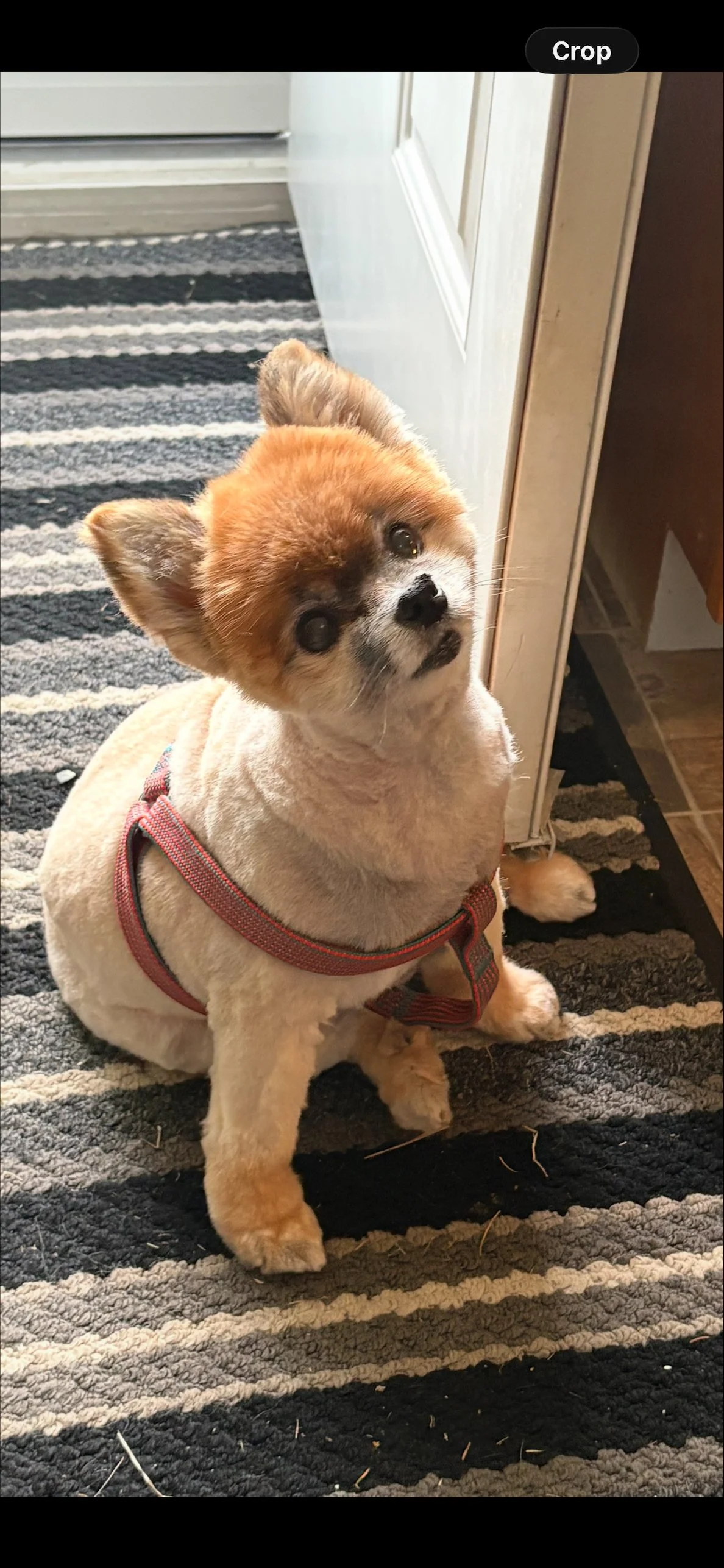 Tazz - Lisa Smith.jpeg