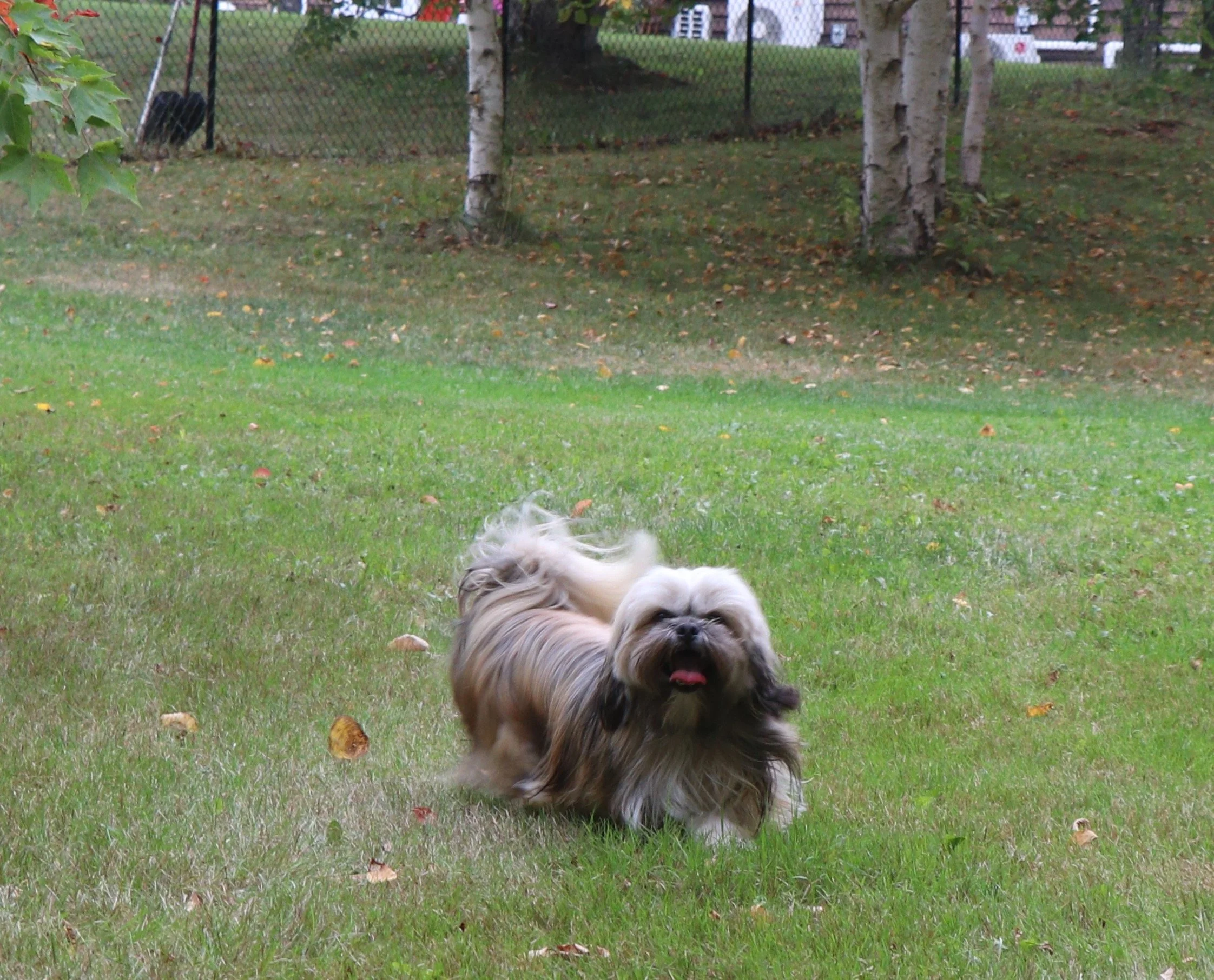 Chewy - Cynthia Straight.JPG