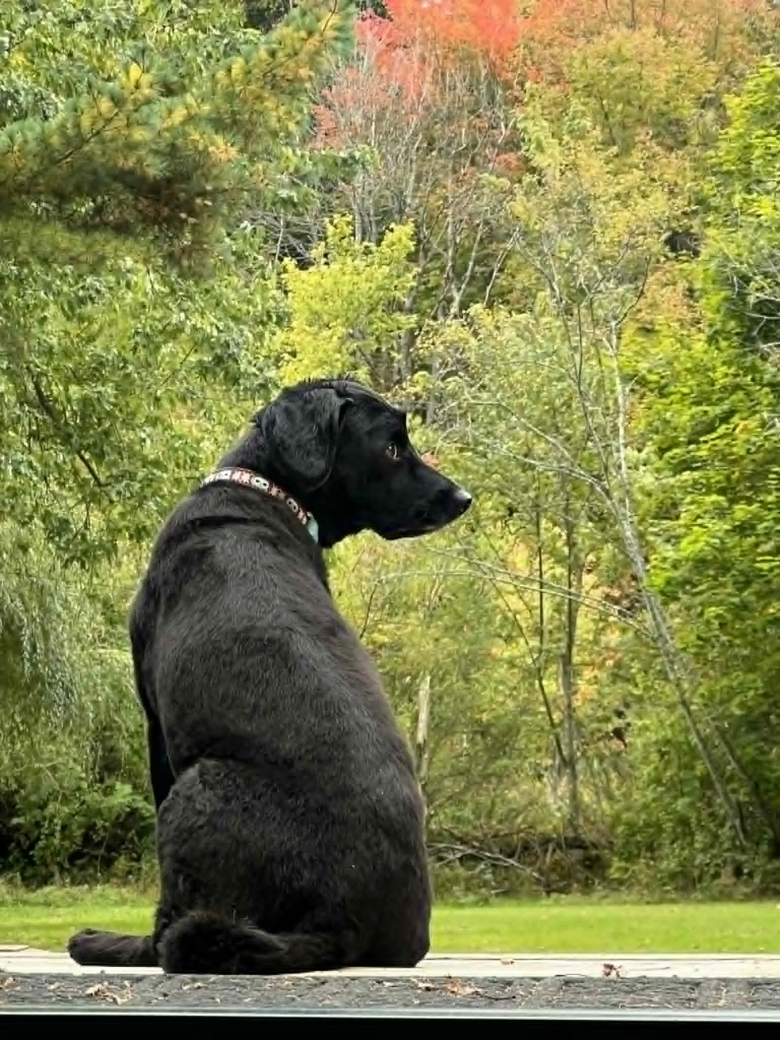 Emma - Trudy Delorey.jpg