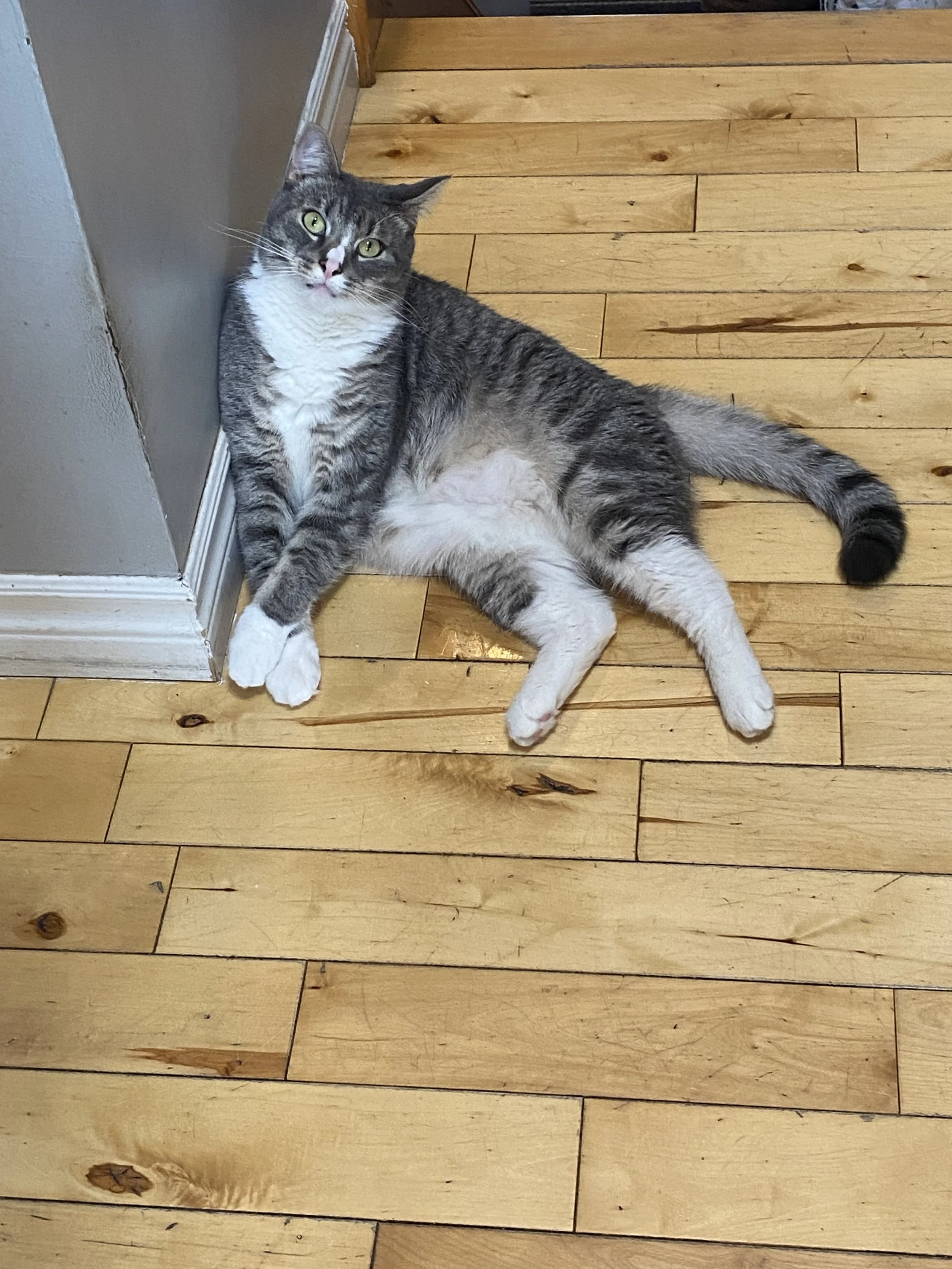 Biscuit - Darlene Polson.jpeg