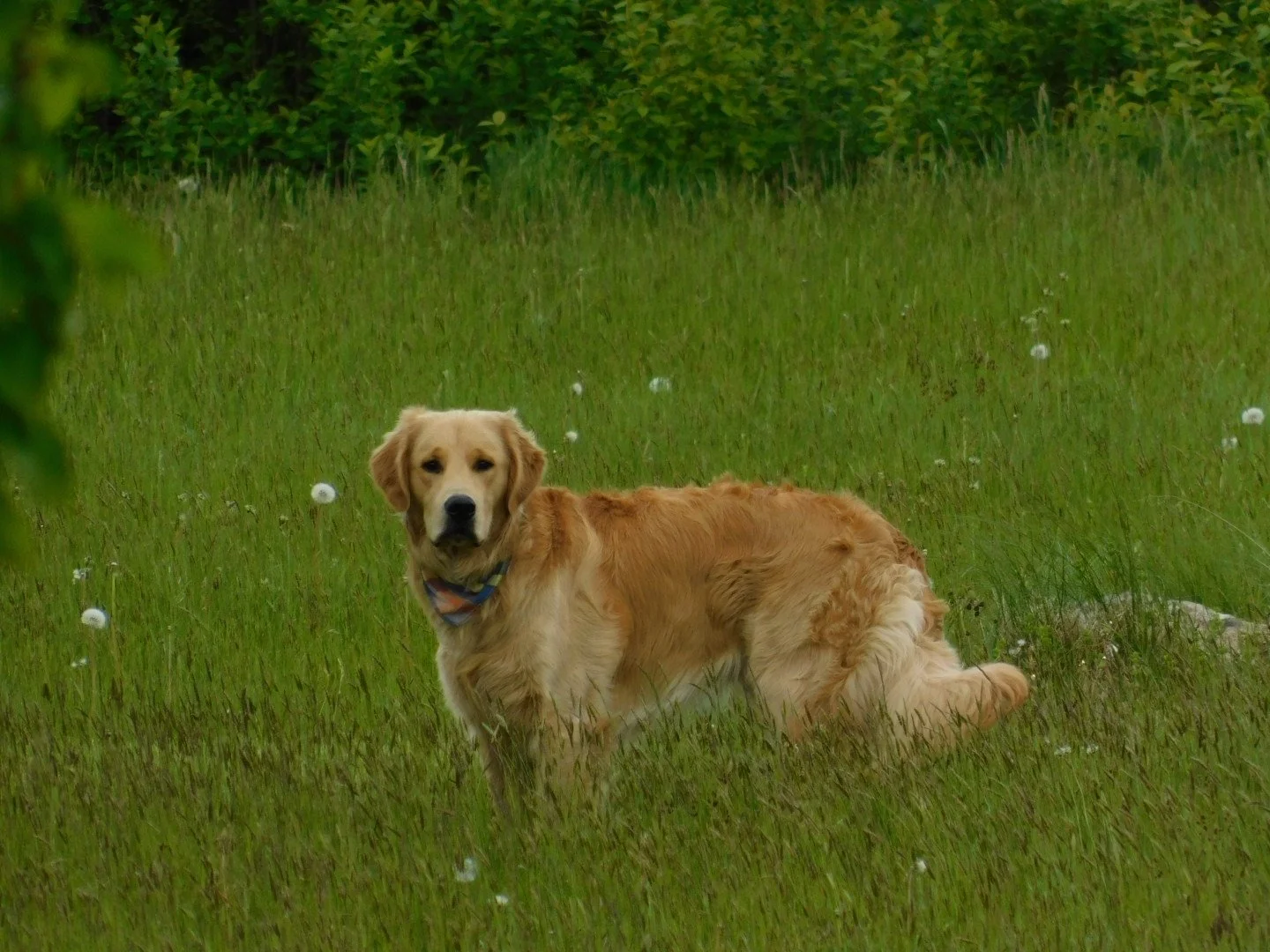 Duke - Kendra Deon.JPG