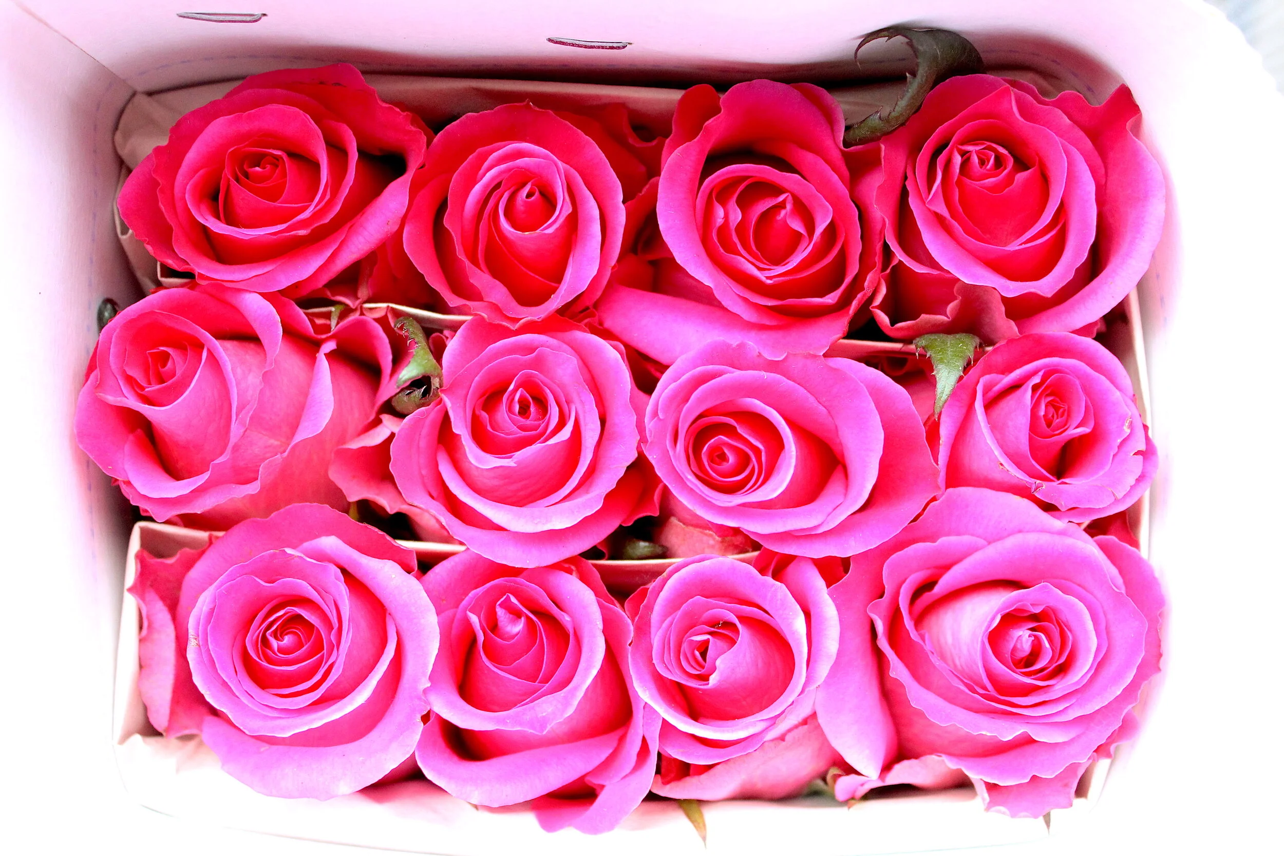 Bobby McGowan #photographer #stuntdriver #videographer #saucedistrict #blogger #fashion #bobbymcgowan street photography Jaded LA #jadedla #flowers #food #travel #perspectiveart